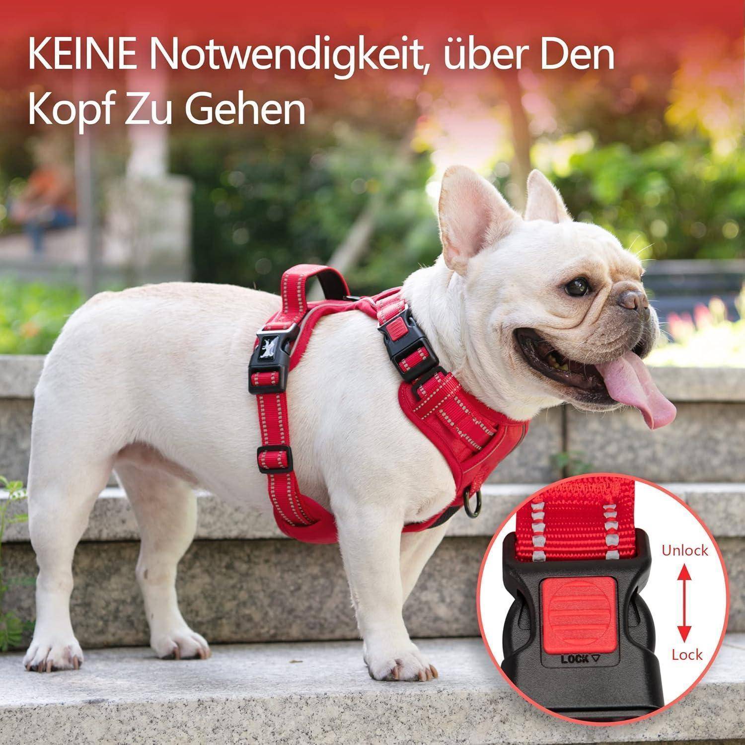 Ein kleiner Hund mit rotem Geschirr steht draußen auf Treppenstufen. Das Geschirr verfügt über einen einfachen Verschließmechanismus, der in einem detaillierten Inset näher dargestellt wird.