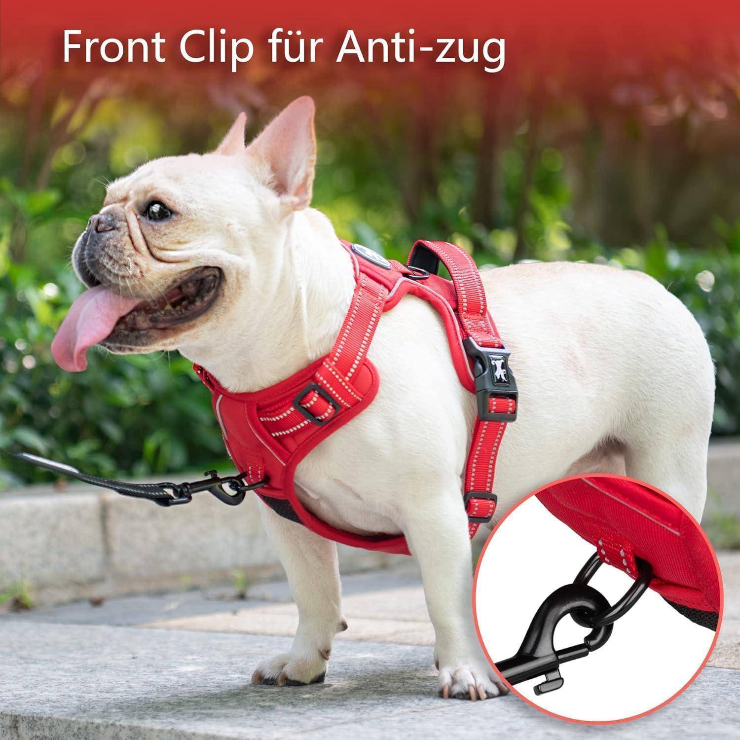 Ein weißer Französischer Bulldogge mit rohem Geschirr steht auf einem Weg. Text lautet: 