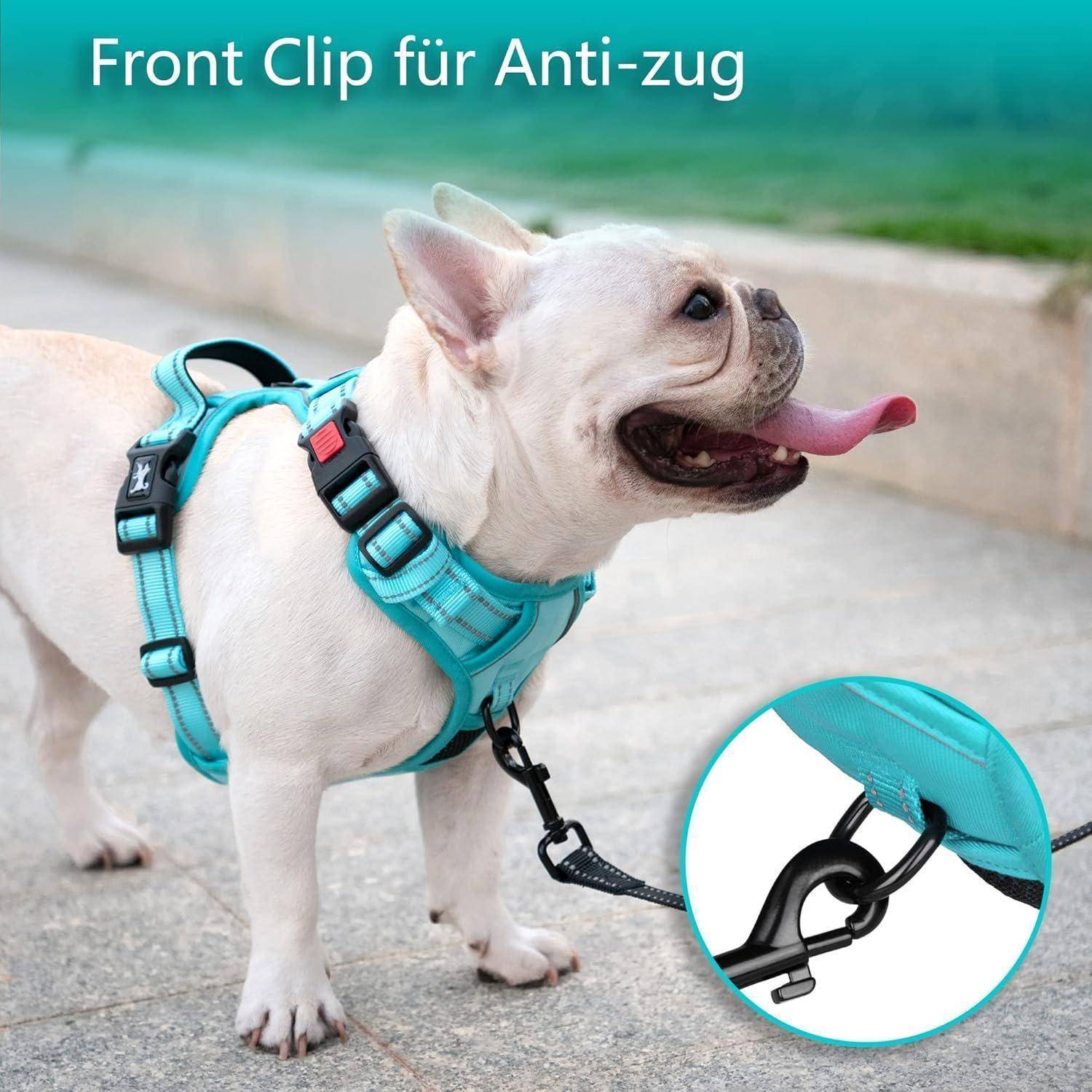 Ein Französische Bulldogge, die ein türkisfarbenes Geschirr mit Vorderclip trägt, mit der Aufschrift 