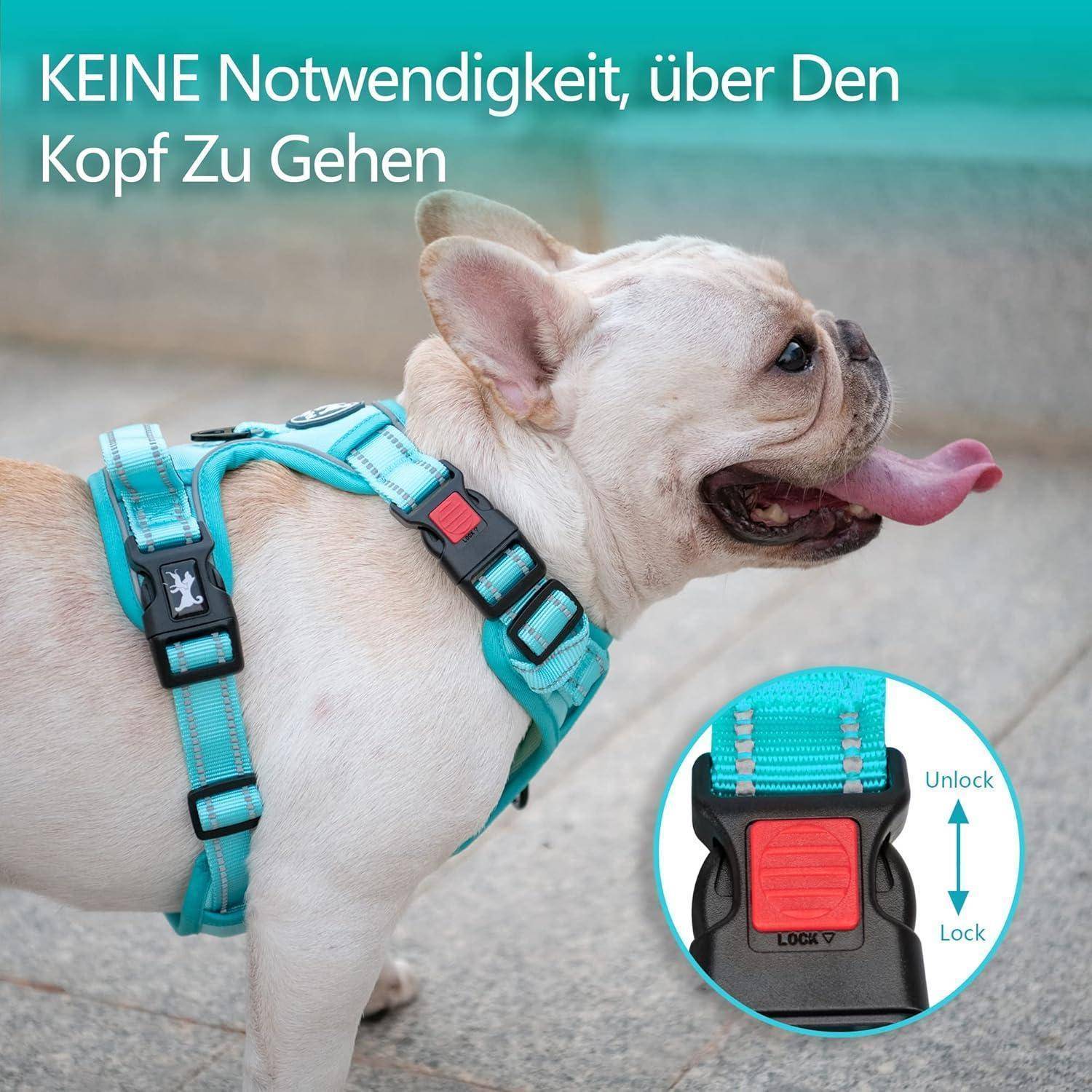 Ein Französische Bulldogge trägt ein türkisfarbenes Geschirr mit einer roten Klammer. Der Text im Bild lautet: 