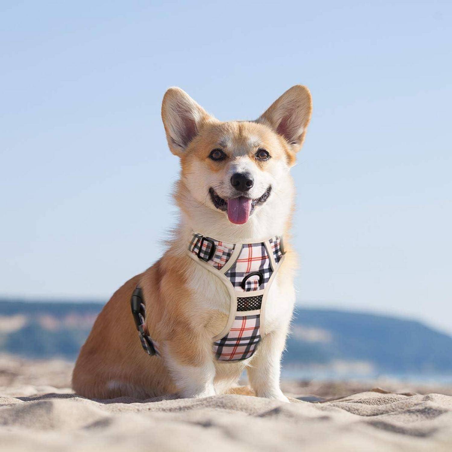 Ein fröhlicher Hund mit einem Karogeschirr sitzt an einem Sandstrand mit klarem blauen Himmel und fernen Hügeln im Hintergrund.