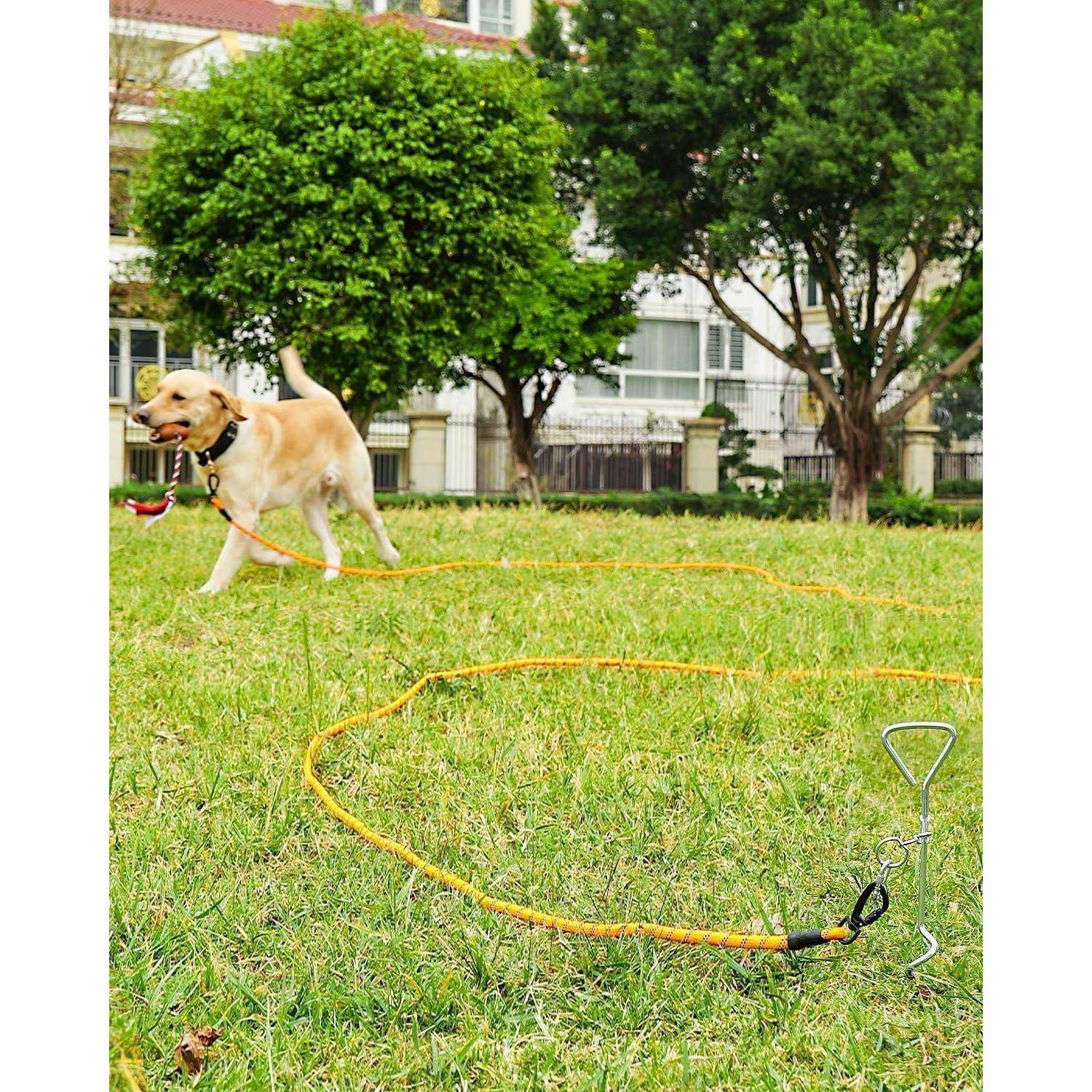 Ein Hund läuft auf Gras, angebunden an eine verlängerte orangefarbene Leine, die mit einem Pflock befestigt ist. Bäume und Häuser befinden sich im Hintergrund.