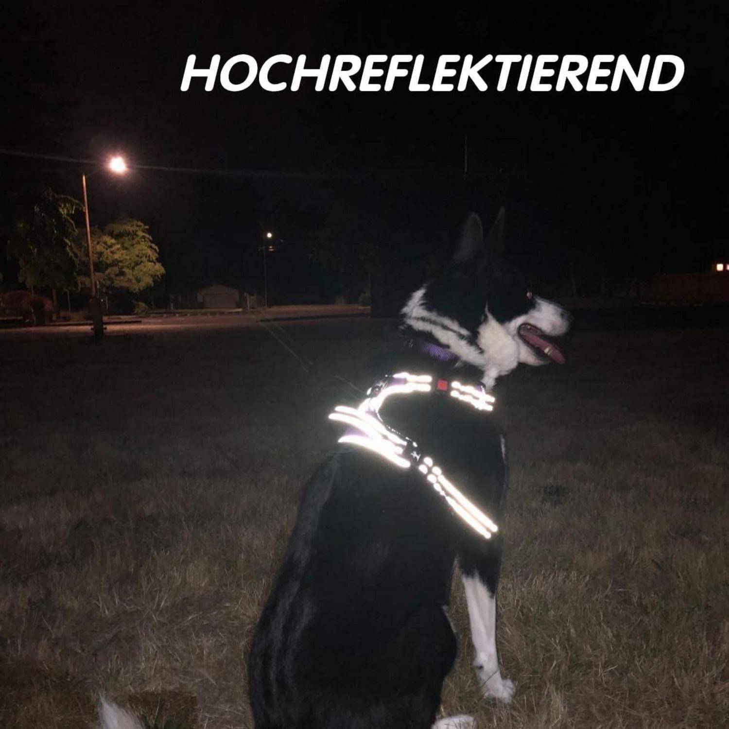 Ein schwarzweißer Hund mit reflektierender Warnweste sitzt nachts auf Gras unter einer Straßenlaterne. Das Wort 'HOCHREFLEKTIEREND' erscheint darüber.