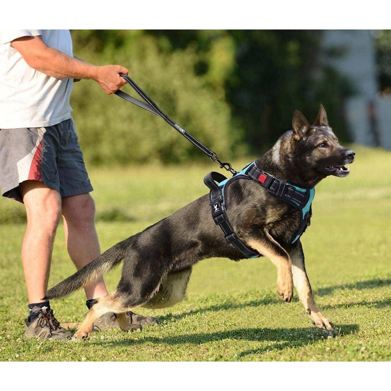 Eine Person in Shorts hält eine Leine, die an einem Geschirr befestigt ist, das von einem großen, aufmerksamen Hund getragen wird, der auf einem Graßfeld nach vorne zieht.