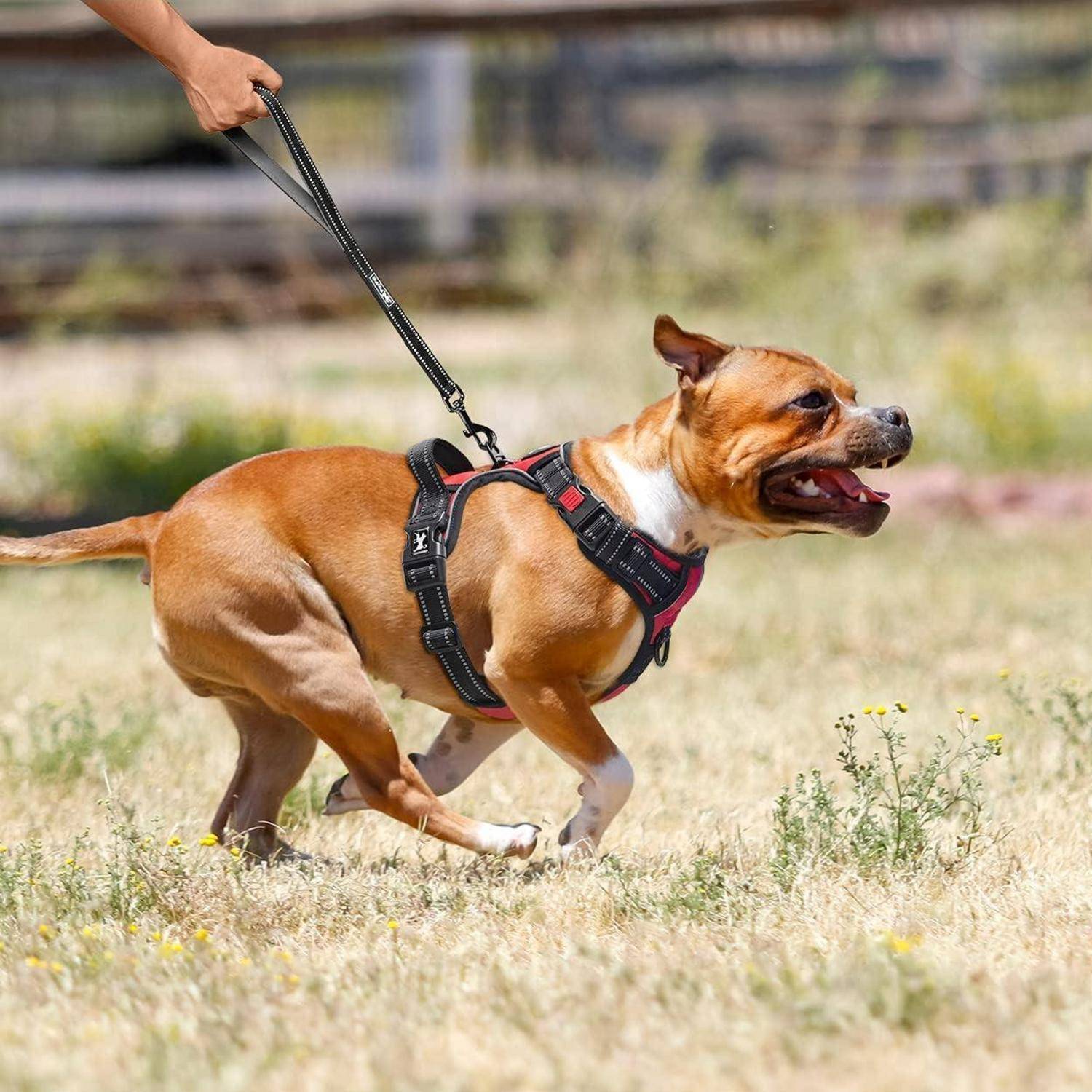 Ein brauner und weißer Hund mit einem schwarz-roten Geschirr läuft auf einer Rasenfläche und wird von einer Person an der Leine geführt.