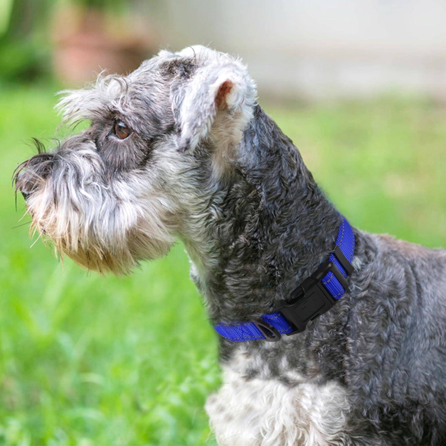 Ein grauer Schnauzer mit einem blauen Halsband steht aufmerksam und seitlich blickend in einem Garten mit Gras.