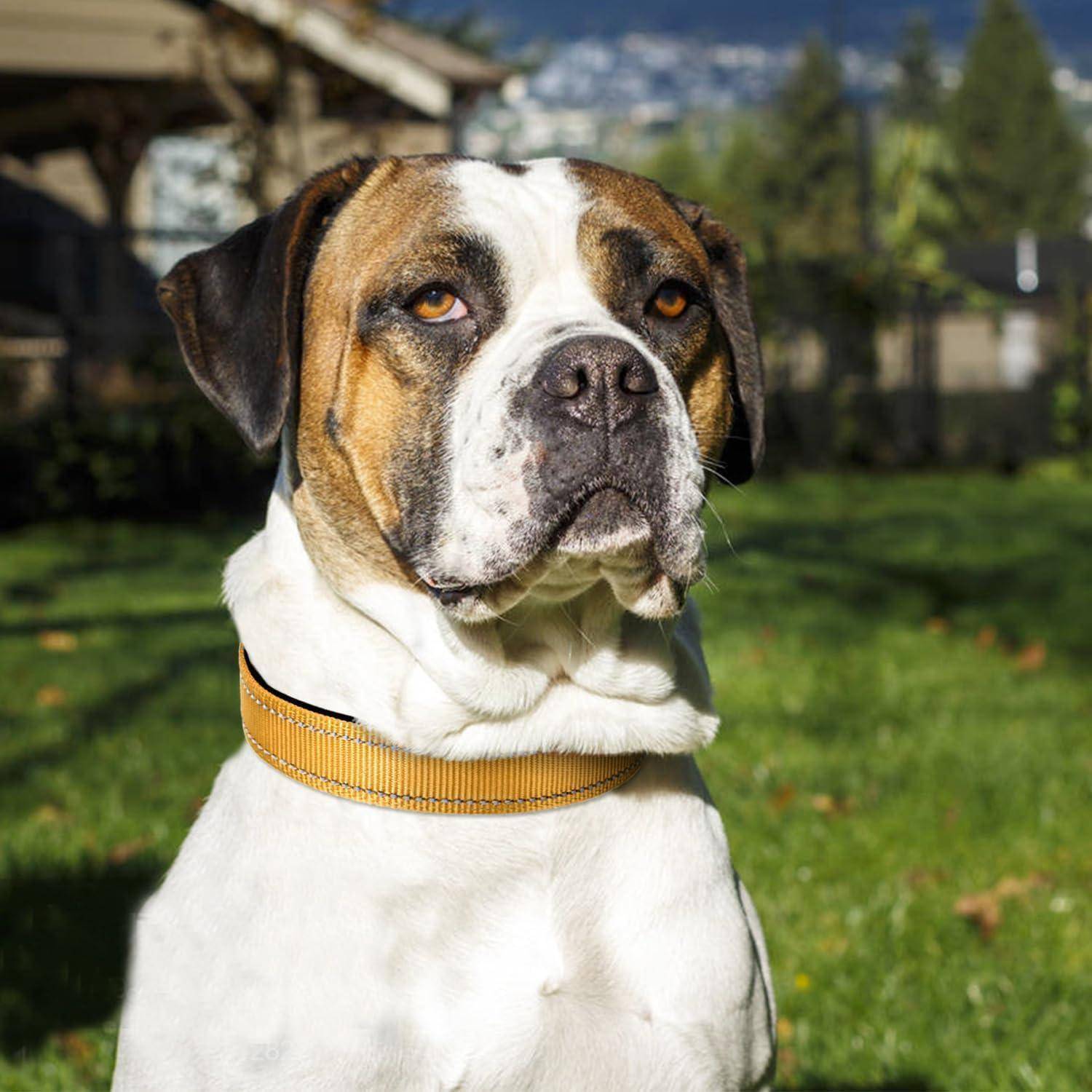 Ein großer Hund mit einem weiß-braunen Fell sitzt auf Gras in einem sonnigen Hinterhof und schaut direkt in die Kamera mit einem ruhigen Gesichtsausdruck.