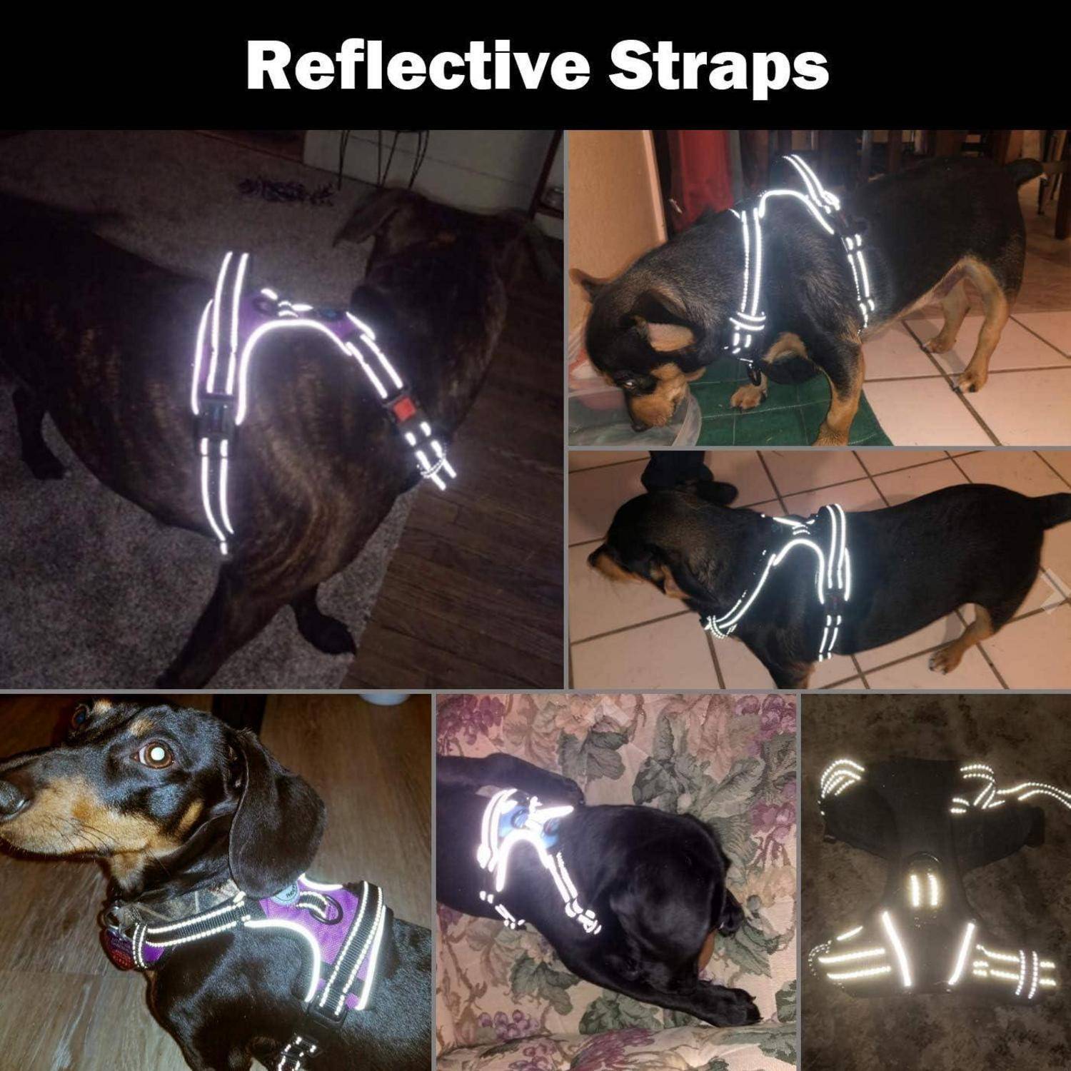 Hunde mit reflektierenden Geschirren bei Nacht in verschiedenen Posen, die die Sichtbarkeit in der Dunkelheit hervorheben. Der Text oben liest sich 