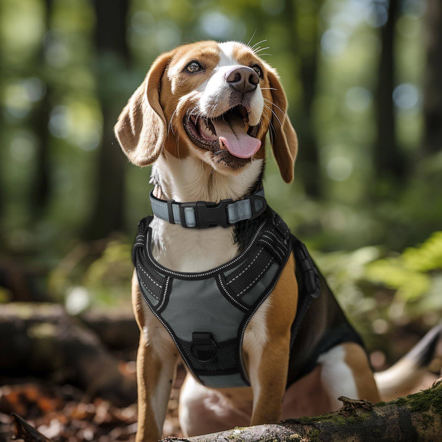 Ein Beagle mit Geschirr sitzt in einem Wald, wirkt aufmerksam und glücklich, während Bäume und Sonnenlicht eine friedliche, natürliche Kulisse bilden.