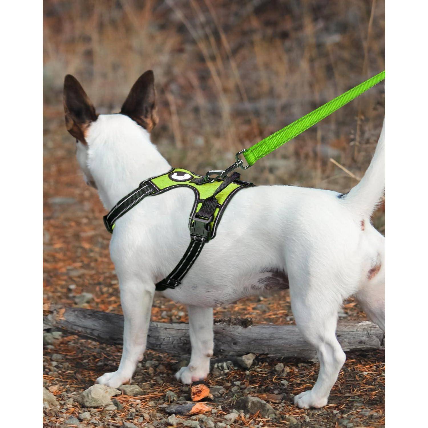 Ein kleiner weißer Hund mit braunen Ohren steht auf felsigem Untergrund und trägt ein grünes Geschirr, an dem eine passende Leine befestigt ist.