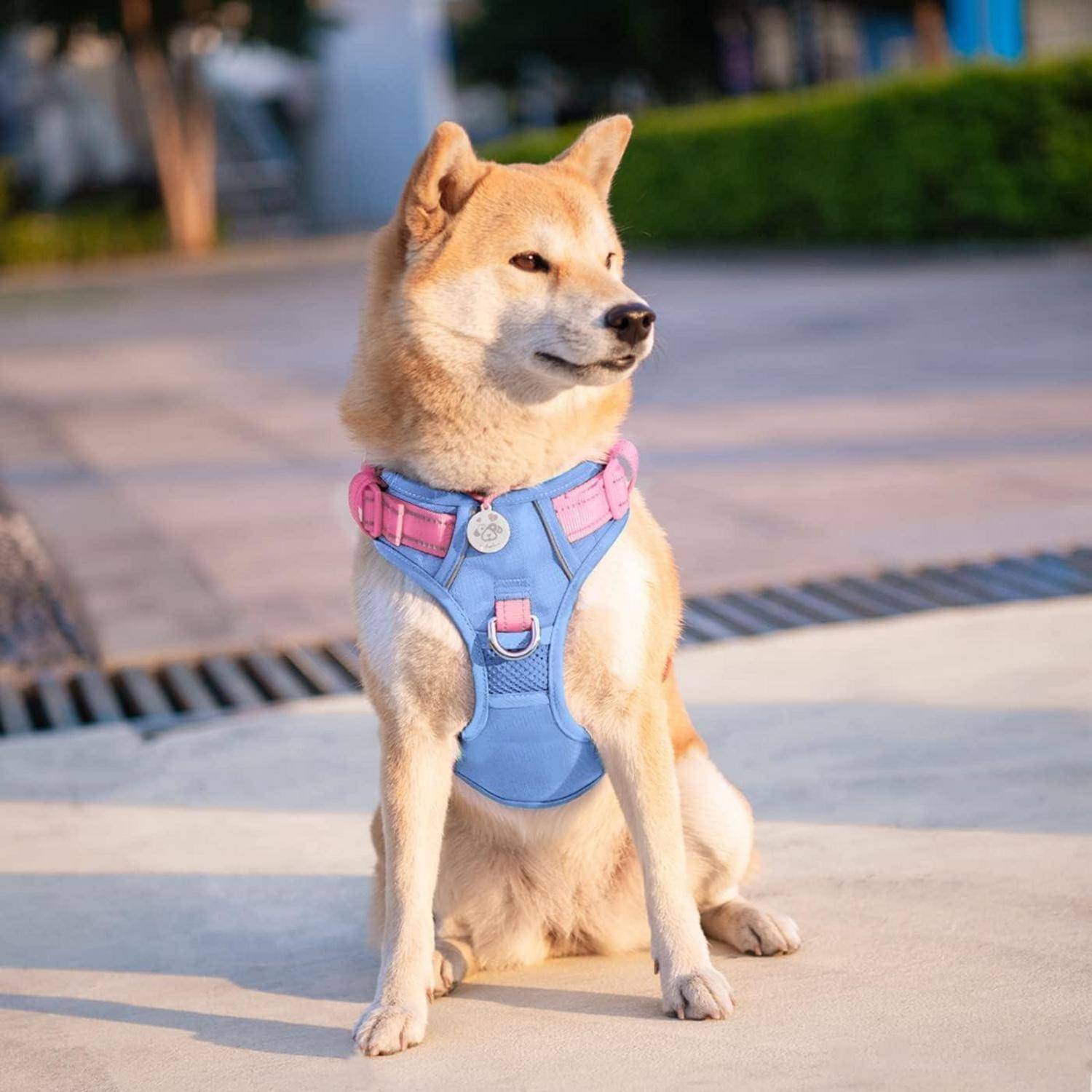 Hundegeschirr No Pull Babyblaue Basis und Rosa Träger Medium