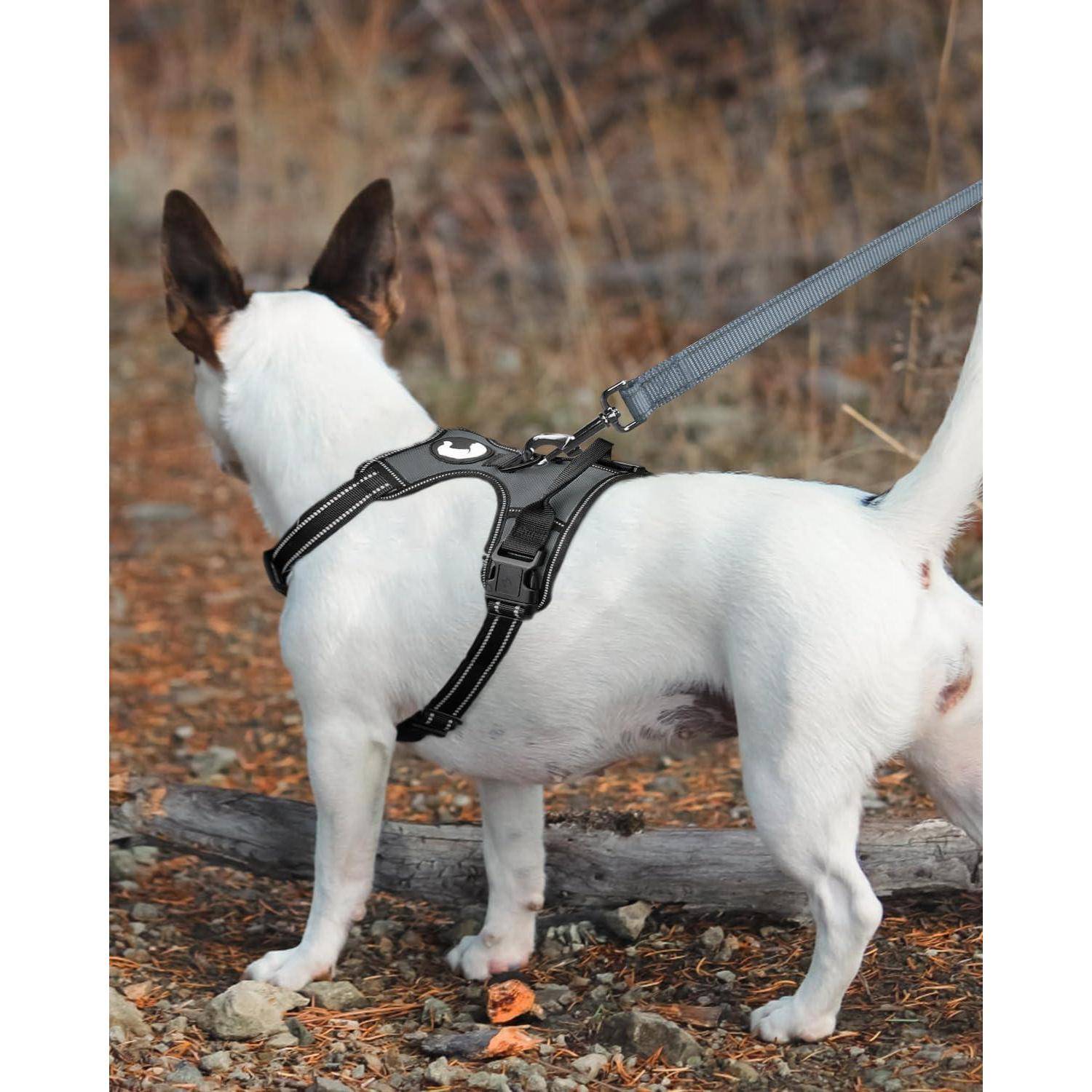 Ein kleiner Hund mit weißem Fell und schwarzen Abzeichen trägt ein schwarzes Geschirr, das an einer blauen Leine befestigt ist, und steht auf einem felsigen Außenpfad.