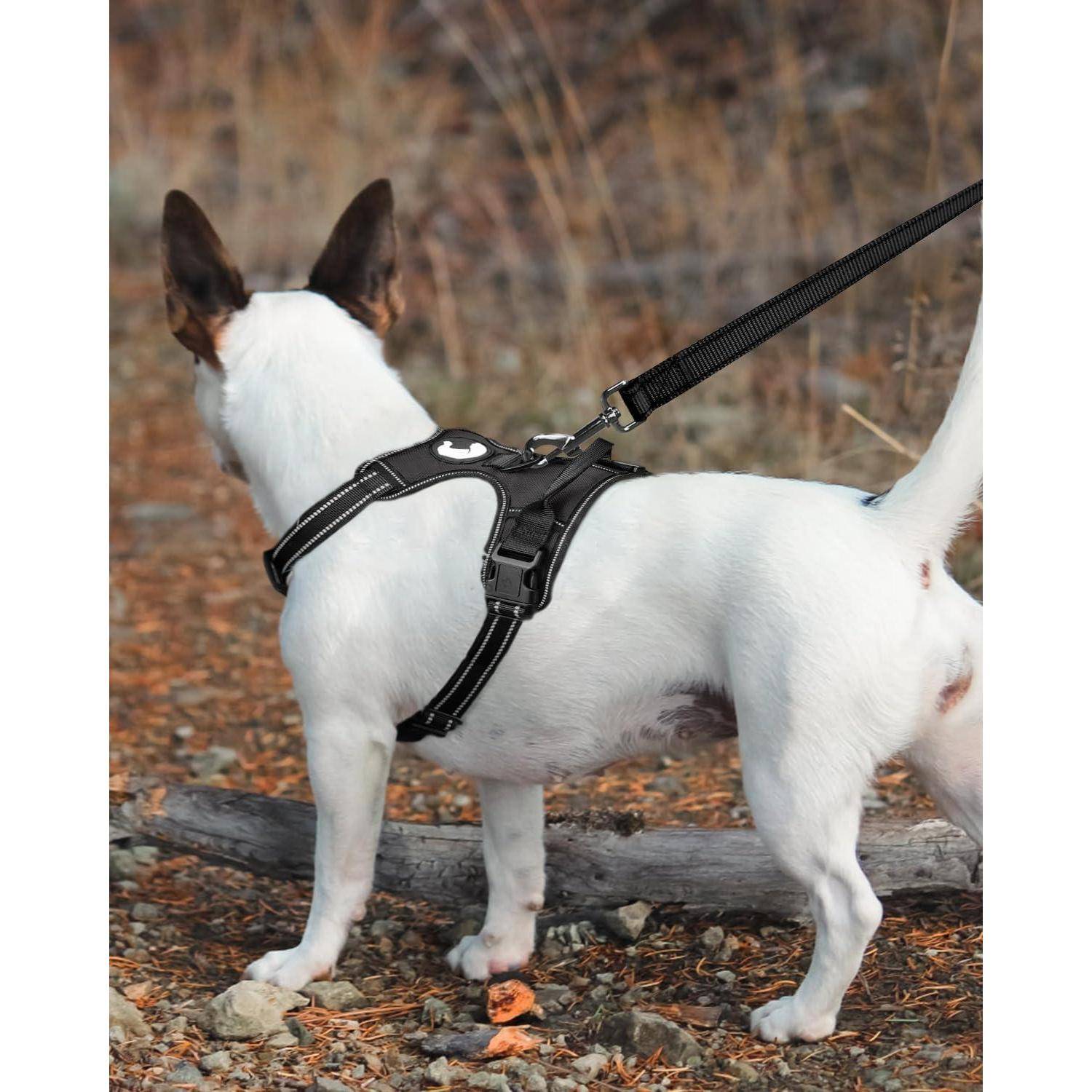 Ein kleiner weißer Hund mit braunen Ohren steht auf einem felsigen Pfad und trägt ein schwarzes Geschirr, an dem eine Leine befestigt ist.