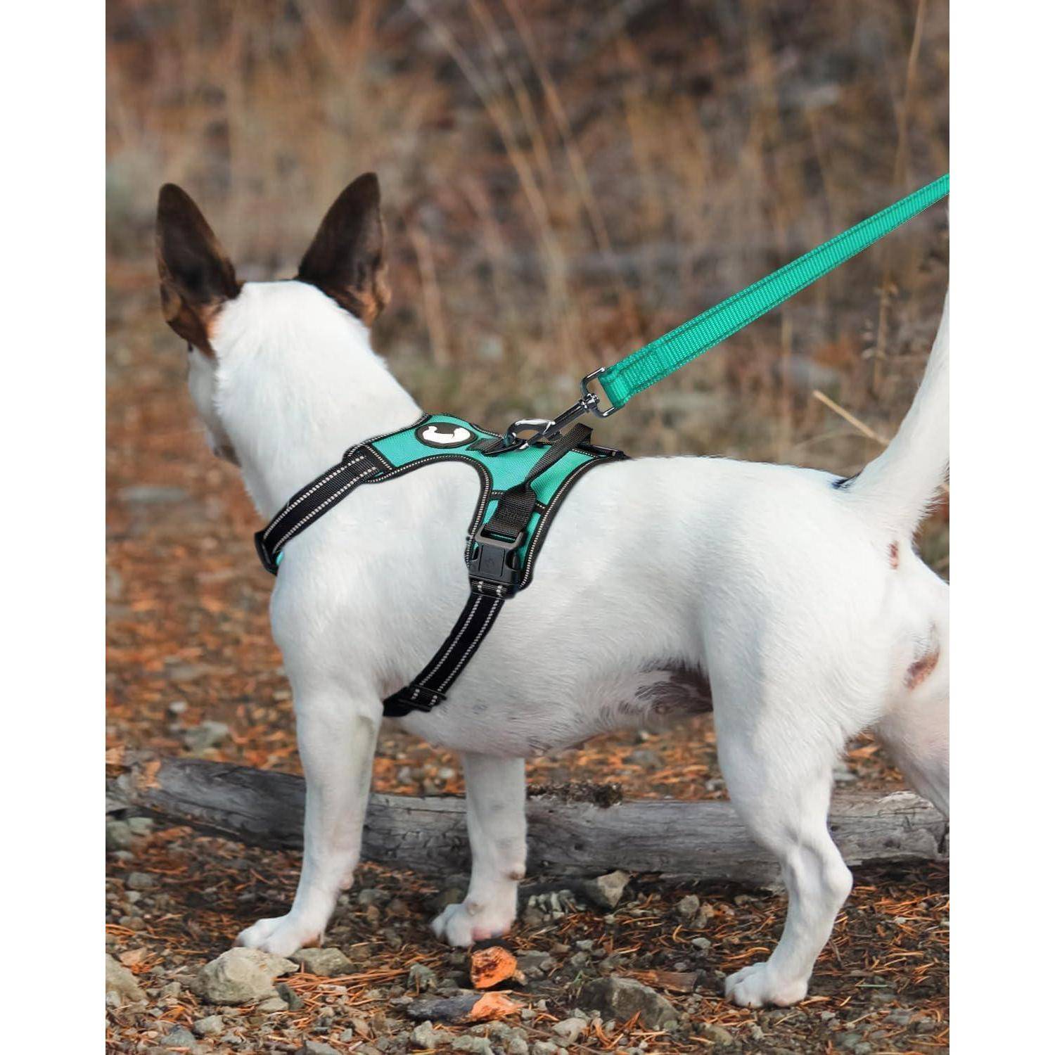 Ein kleiner Hund mit weißem Fell und dunklen Ohren, der ein grünes Geschirr trägt, steht auf einem felsigen Pfad neben trockenem Gras und ist an einer grünen Leine befestigt.