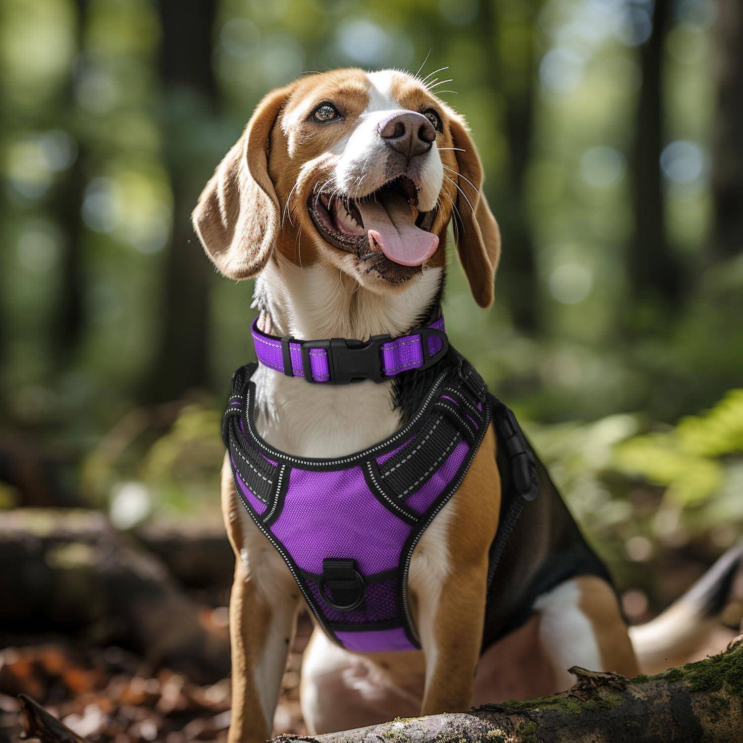 Ein fröhlicher Beagle mit lila Geschirr sitzt aufmerksam in einem sonnendurchfluteten Wald, umgeben von grünem Laub und gesprenkeltem Licht.