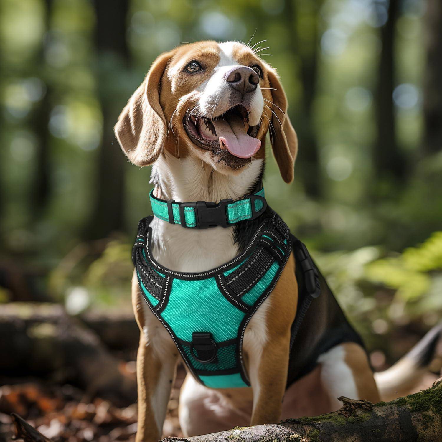 Ein Beagle mit einem türkisfarbenen Geschirr sitzt in einem sonnendurchfluteten Wald und blickt in die Ferne, während seine Zunge herausgestreckt ist. Üppiges Grün umgibt den Hund.