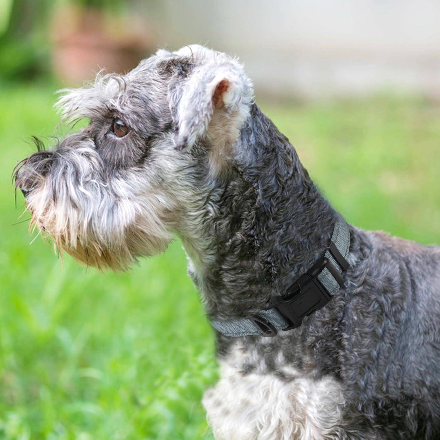 Ein kleiner, grauer Schnauzer mit Halsband steht wachsam auf grünem Gras und blickt zur Seite. Der Hintergrund ist unscharf, was auf einen Garten hindeutet.