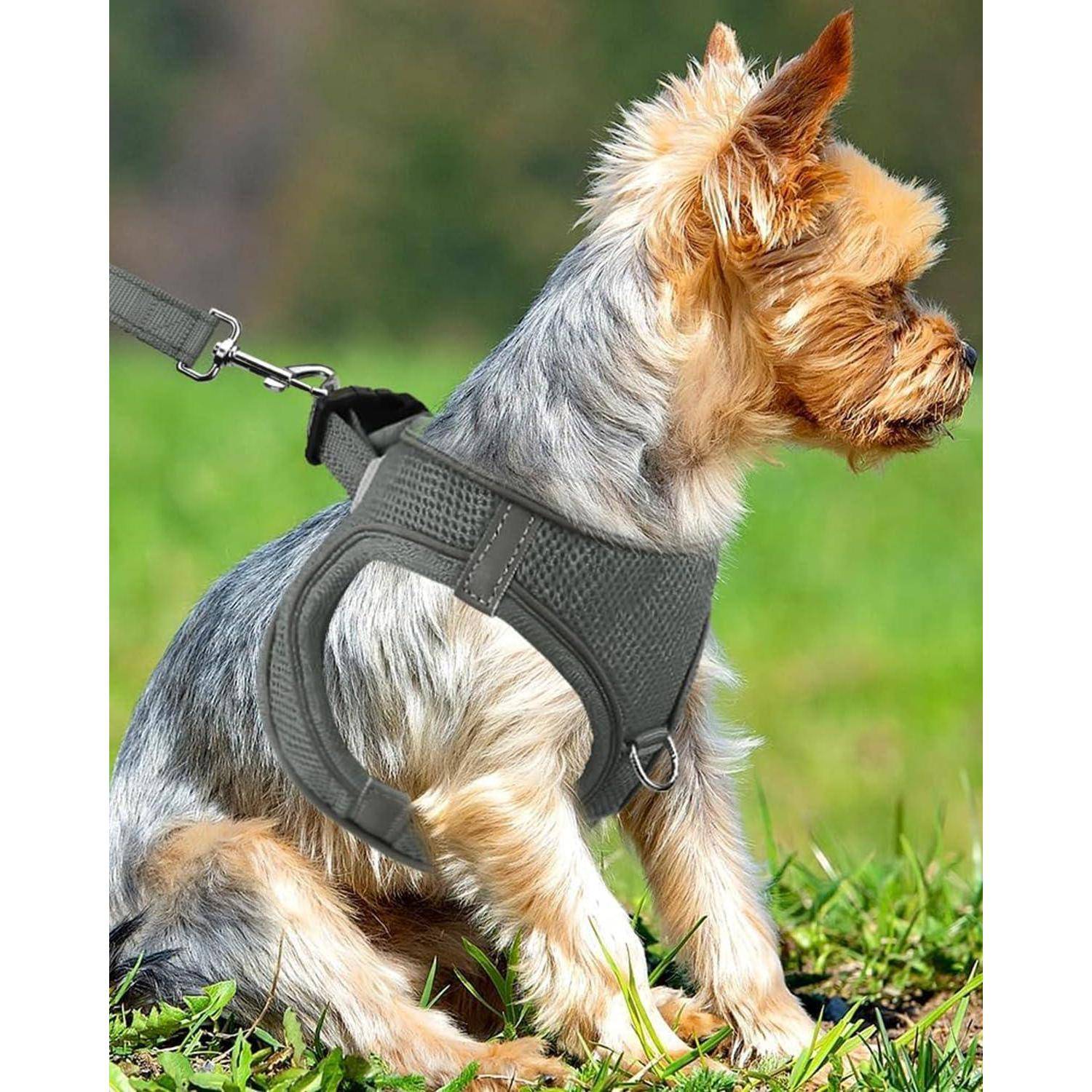 Ein kleiner Hund mit einem grauen Geschirr sitzt auf Gras und ist an einer Leine befestigt. Der Hund ist aufmerksam und blickt zur Seite.