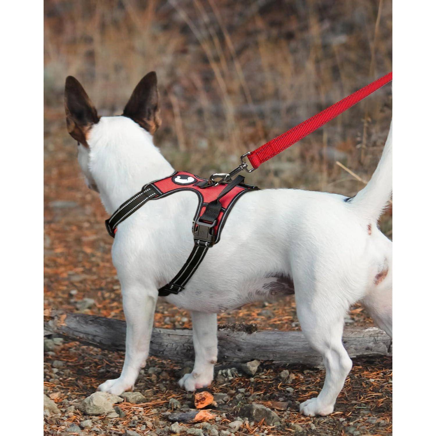 Ein kleiner weißer Hund mit braunen Flecken, der ein rotes Geschirr und eine Leine trägt, steht auf einem felsigen Weg, umgeben von trockenem Gras.