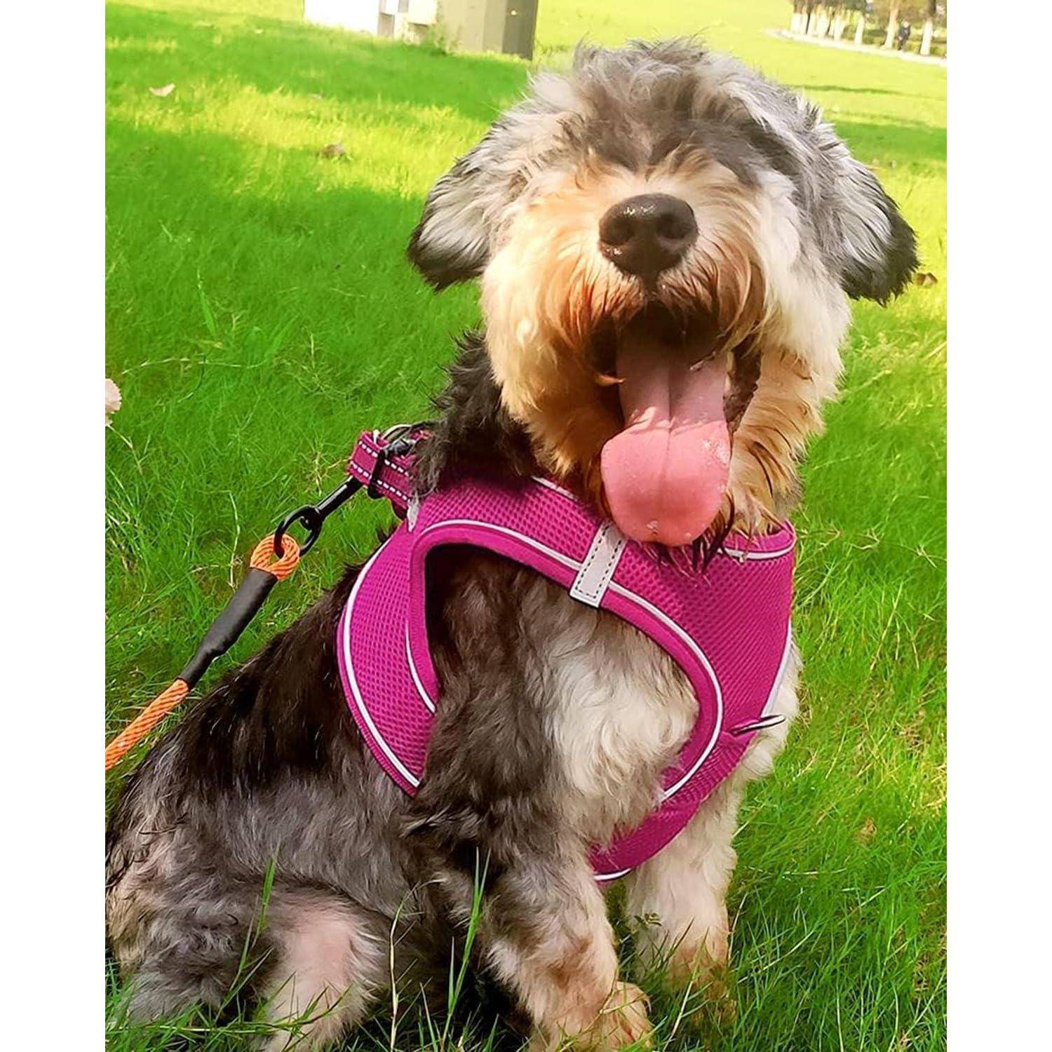 Ein kleiner, flauschiger Hund mit einem pinken Geschirr sitzt fröhlich auf dem Gras, mit herausgestreckter Zunge und genießt einen sonnigen Tag im Park.