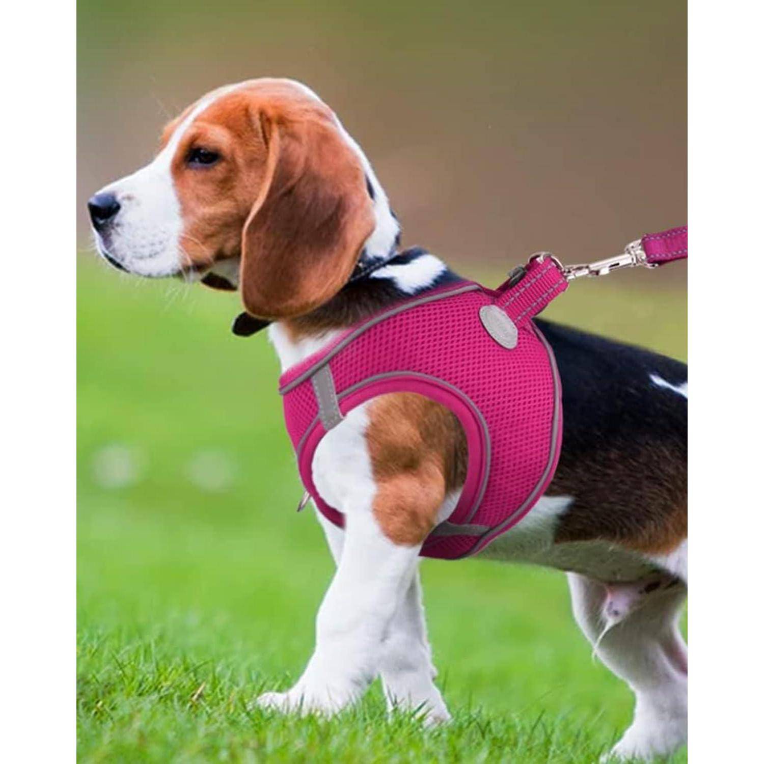 Ein Beagle-Welpe mit rotem Geschirr steht aufmerksam auf grünem Gras, blickt nach rechts und hat eine Leine angelegt.