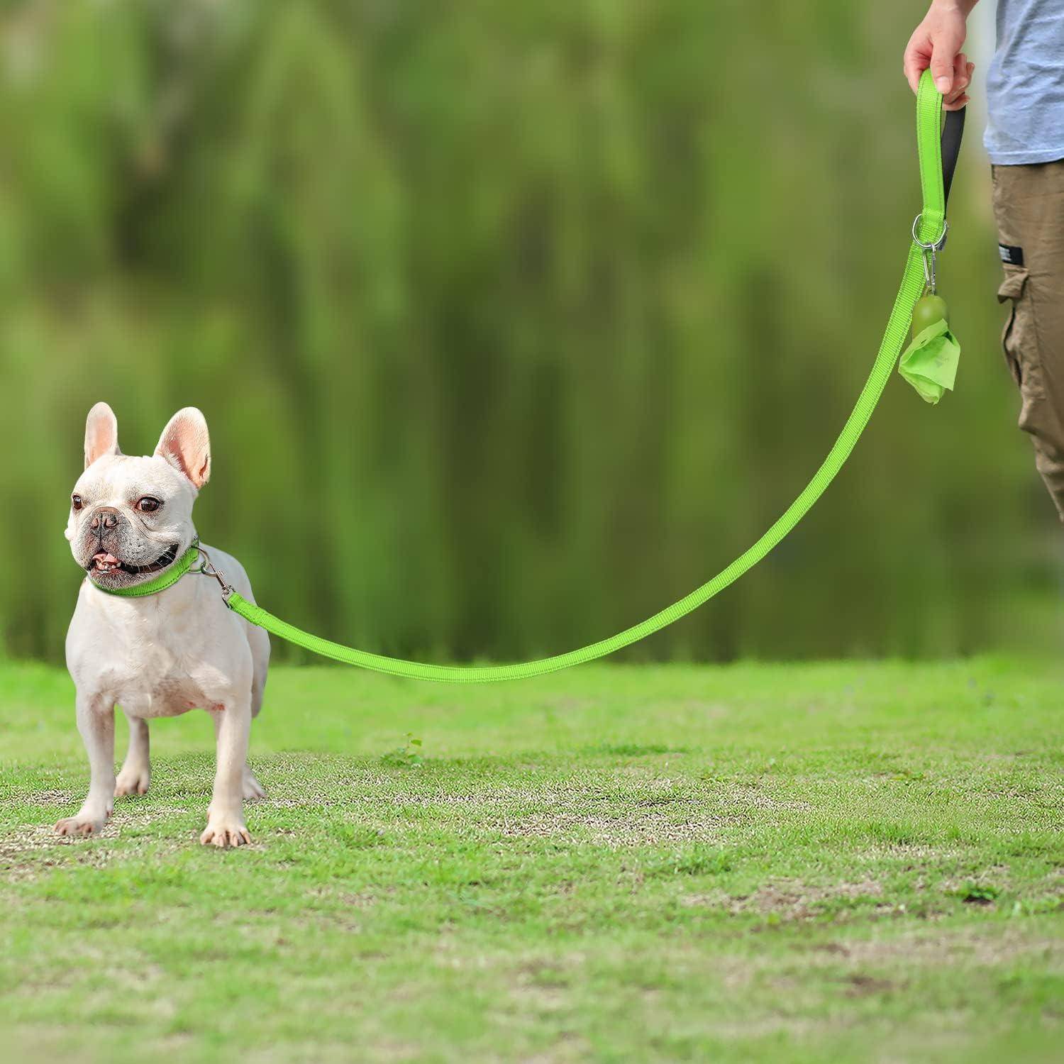 Ein kleiner Hund an einer grünen Leine steht auf Gras und blickt nach vorne. Eine Menschenhand hält die Leine im Hintergrund.