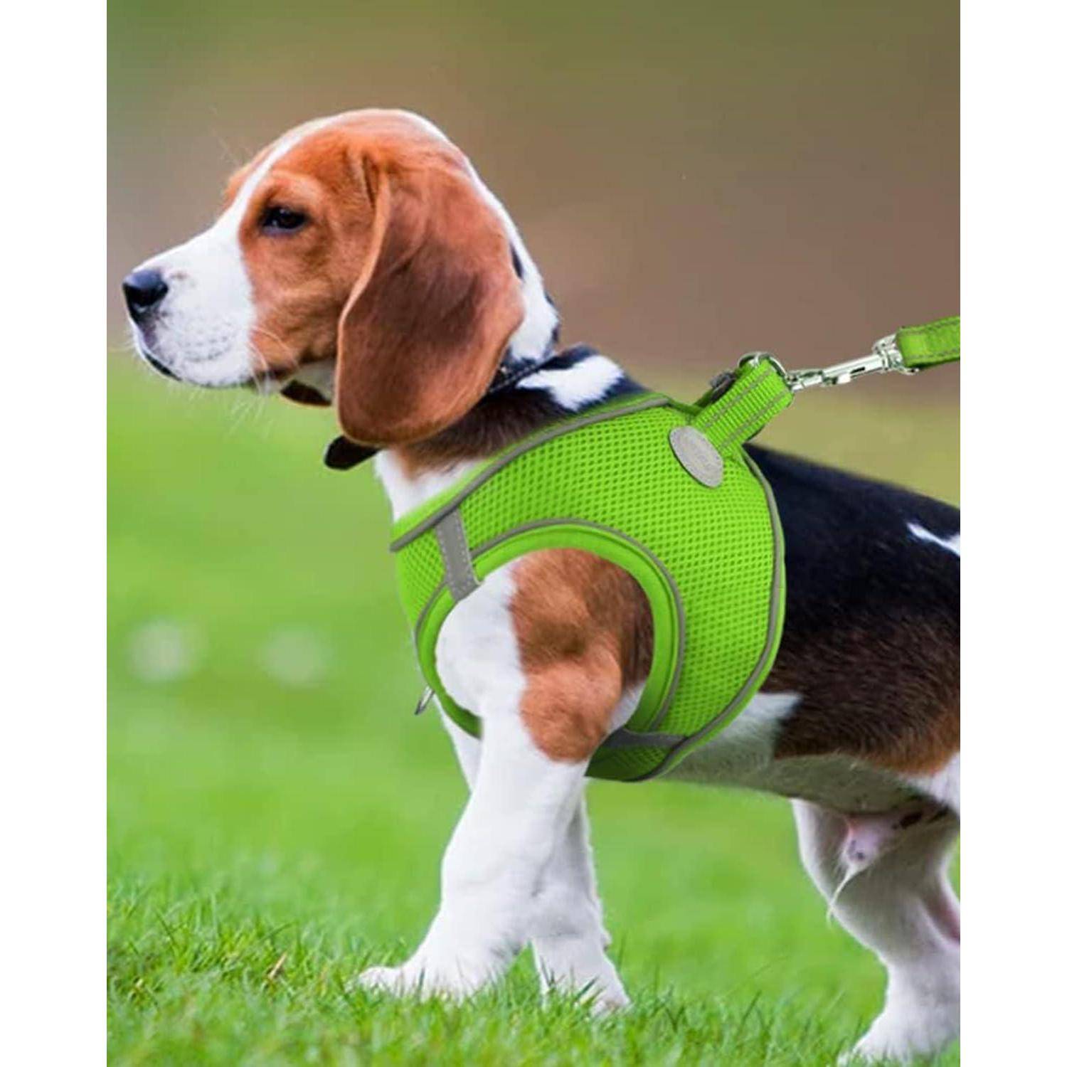Ein Beagle-Welpe in einem grünen Geschirr steht auf Gras und blickt zur Seite.