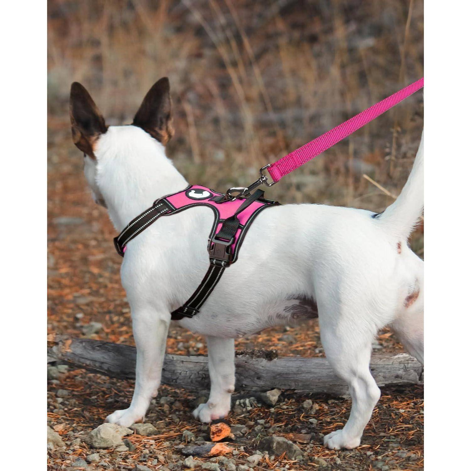Ein kleiner weißer Hund mit schwarzen Ohren trägt ein rosa Geschirr und steht im Freien auf felsigem Boden, angebunden an einer rosa Leine.