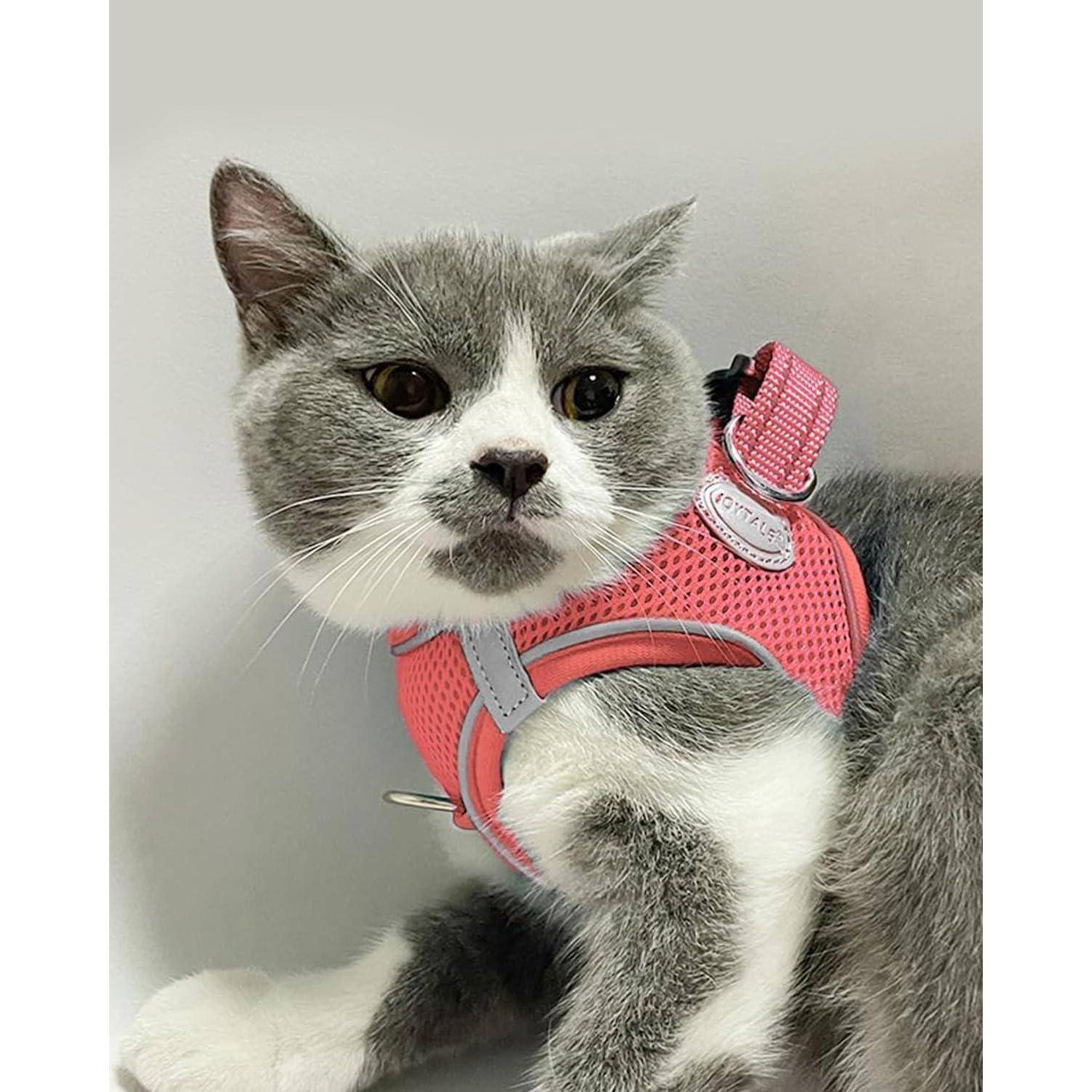 Eine graue und weiße Katze mit einem rosa Geschirr sitzt ruhig und blickt leicht seitlich. Der Gesichtsausdruck der Katze ist entspannt und neugierig.