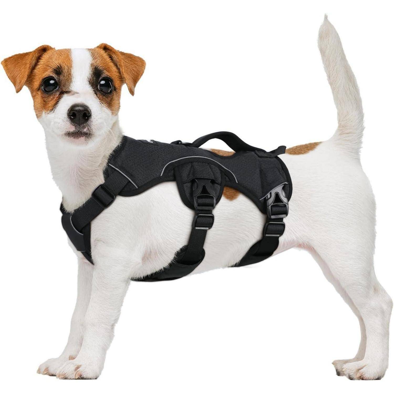 Ein kleiner Hund mit braunen Flecken trägt ein schwarzes Geschirr. Der Hund steht und blickt direkt in die Kamera.