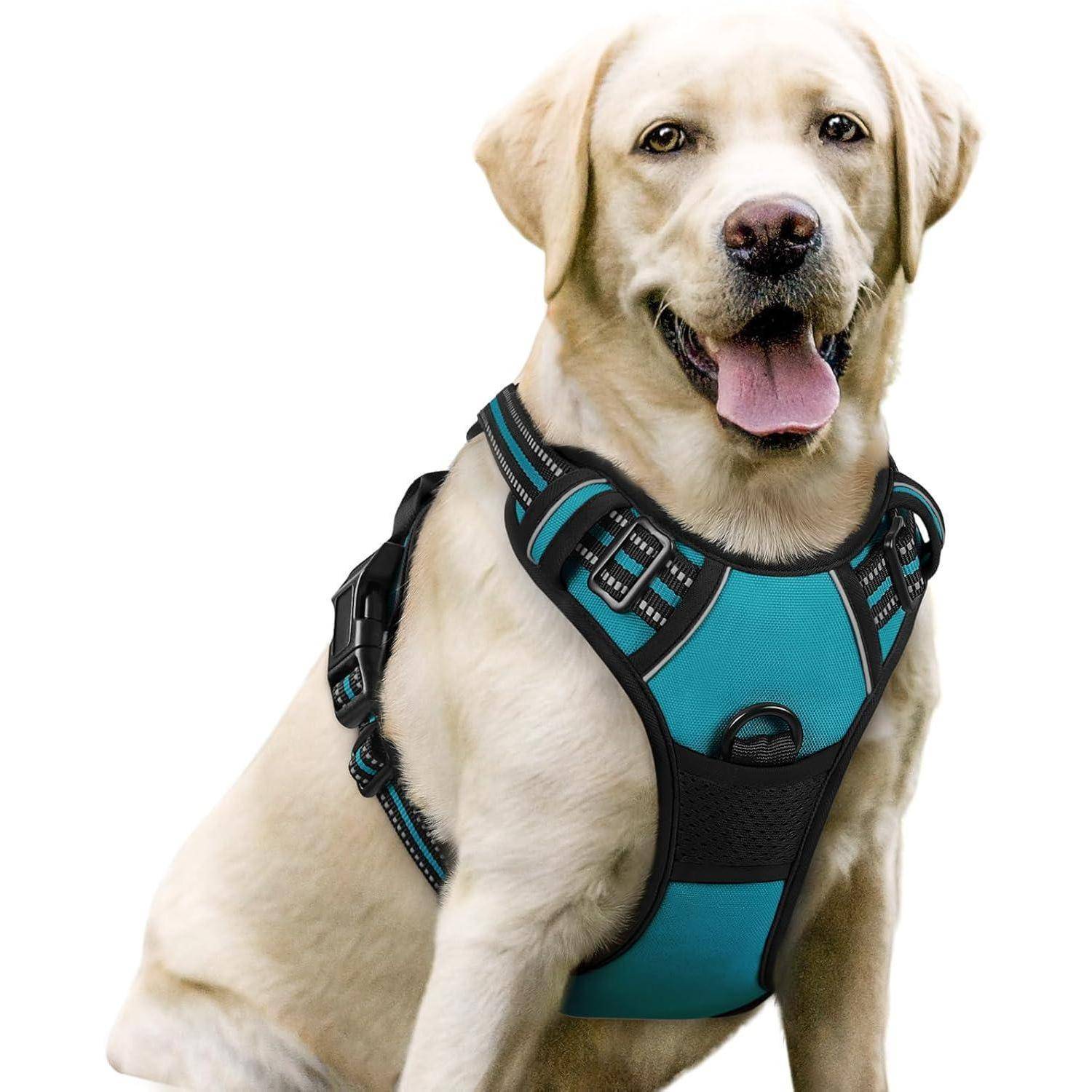 Ein Labrador Retriever mit einem blauen und schwarzen verstellbaren Geschirr sitzt nach vorne gerichtet, die Zunge herausgestreckt, und wirkt zufrieden und freundlich.