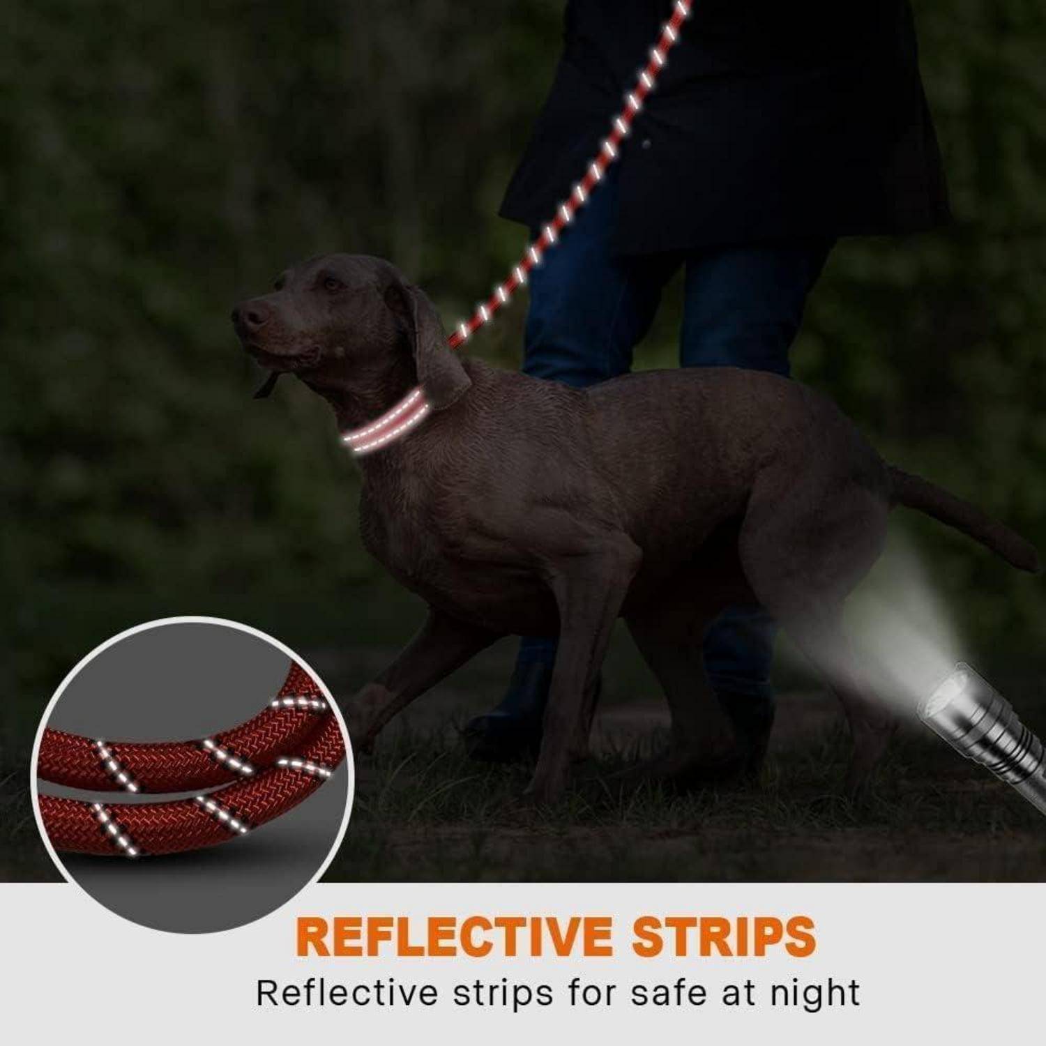Ein Hund an der Leine mit reflektierenden Streifen, die die Sicherheit während nächtlicher Spaziergänge gewährleisten. Die Einblendung zeigt eine Nahaufnahme des reflektierenden Leinenmaterials.