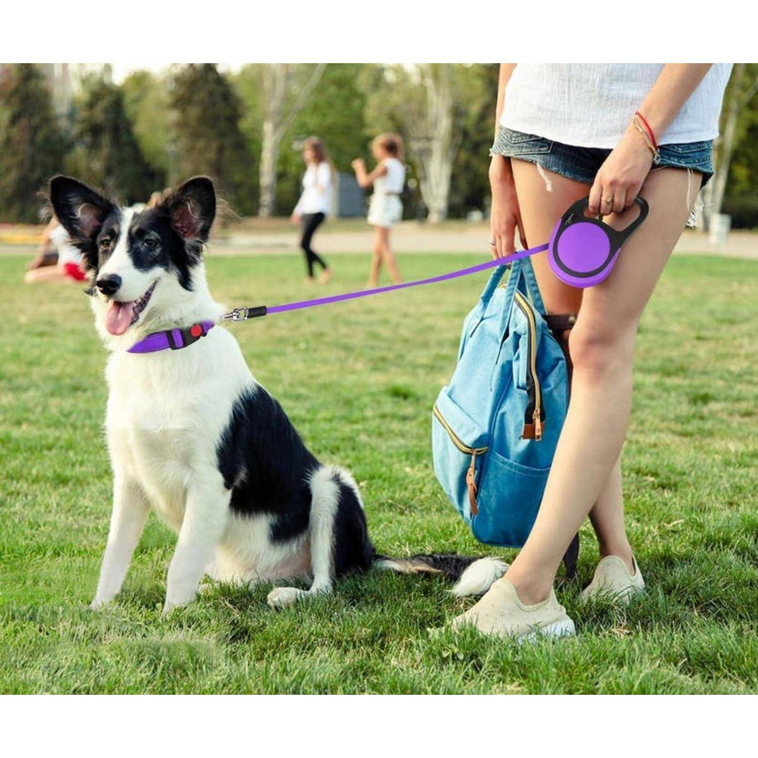Eine Person steht und hält eine Leine, an der ein schwarz-weißer Hund sitzt, der auf Gras in einem Park ruht. Die Person trägt Shorts und hält eine blaue Tasche.