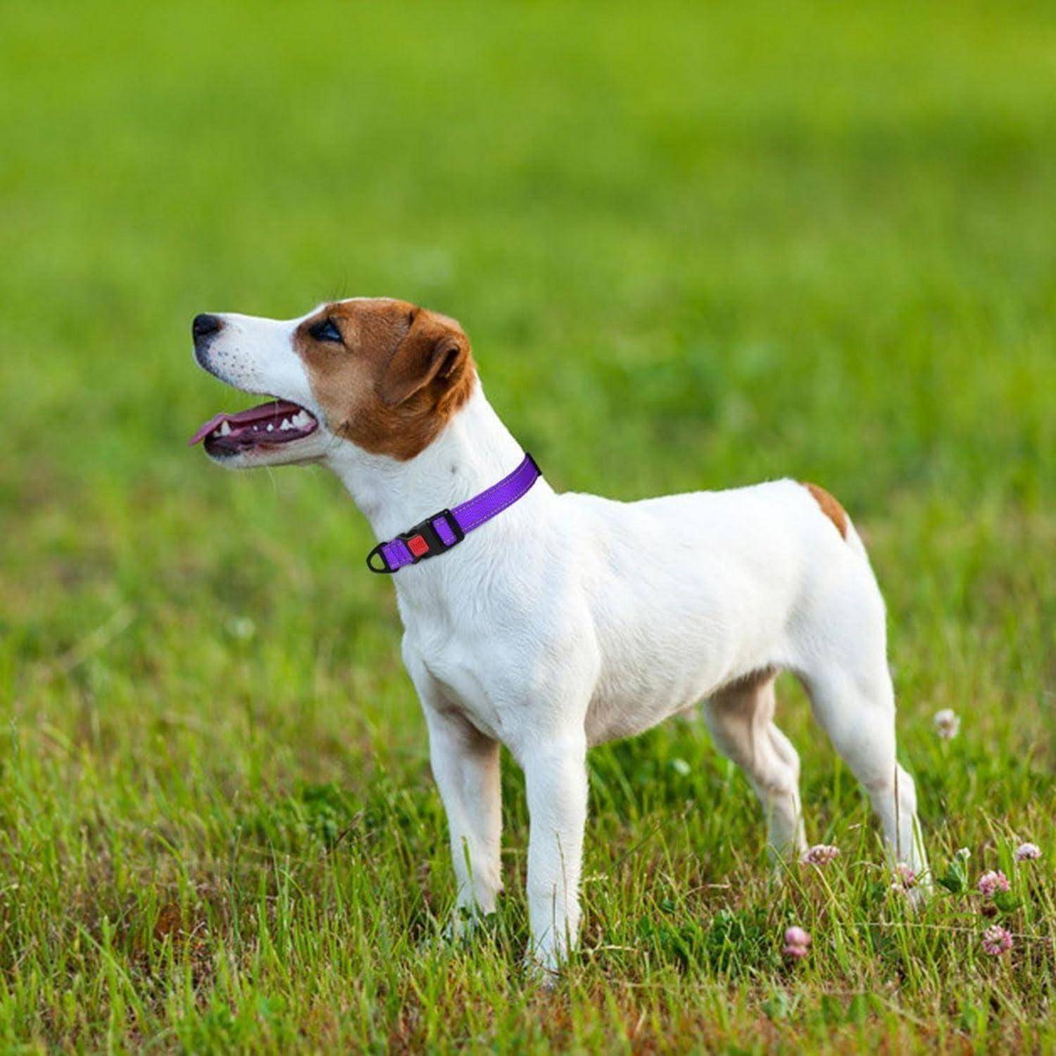 Hundehalsband Neopren verstellbar reflektierend S (25-40cm) Lila