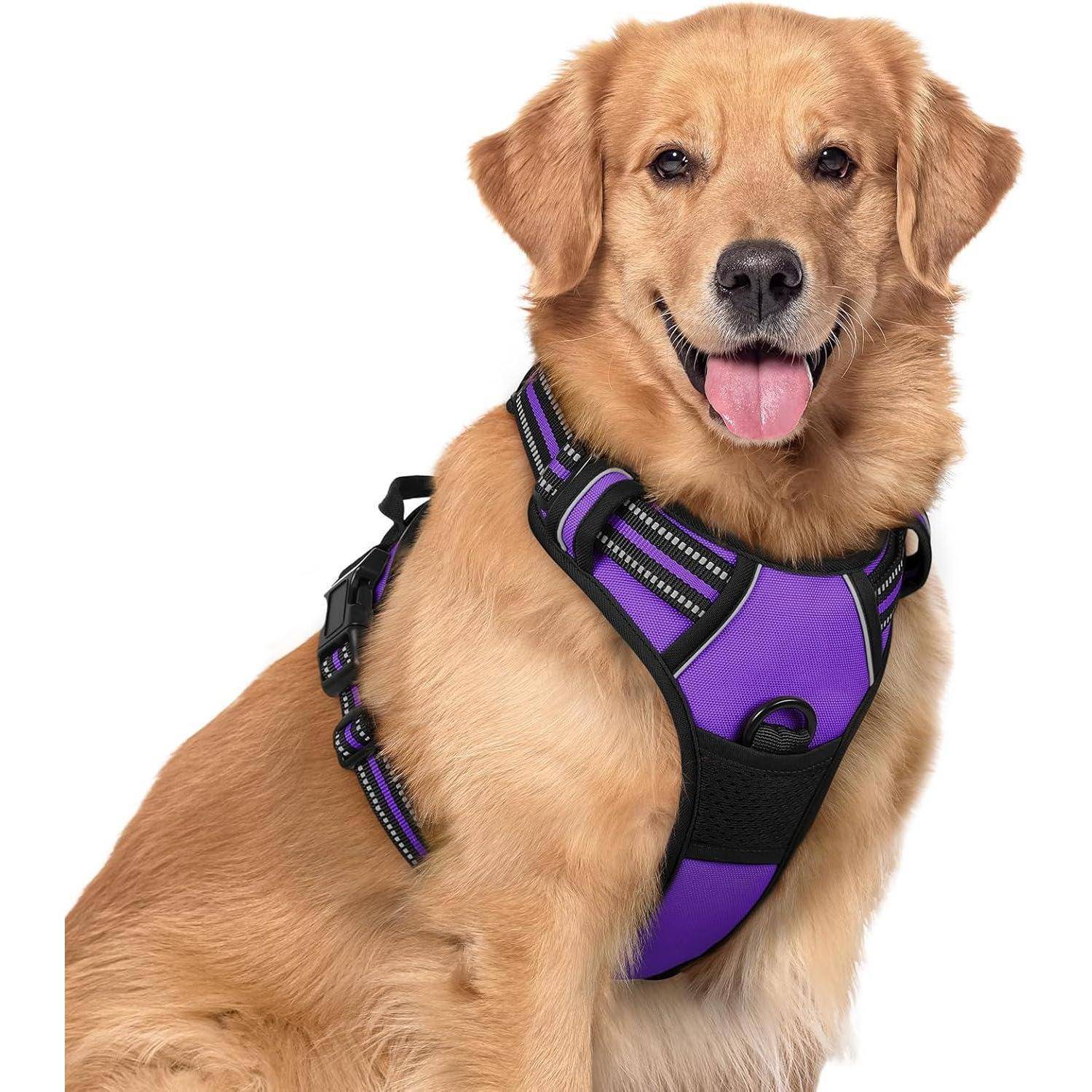 Ein Golden Retriever mit einem lila Geschirr lächelt in die Kamera.