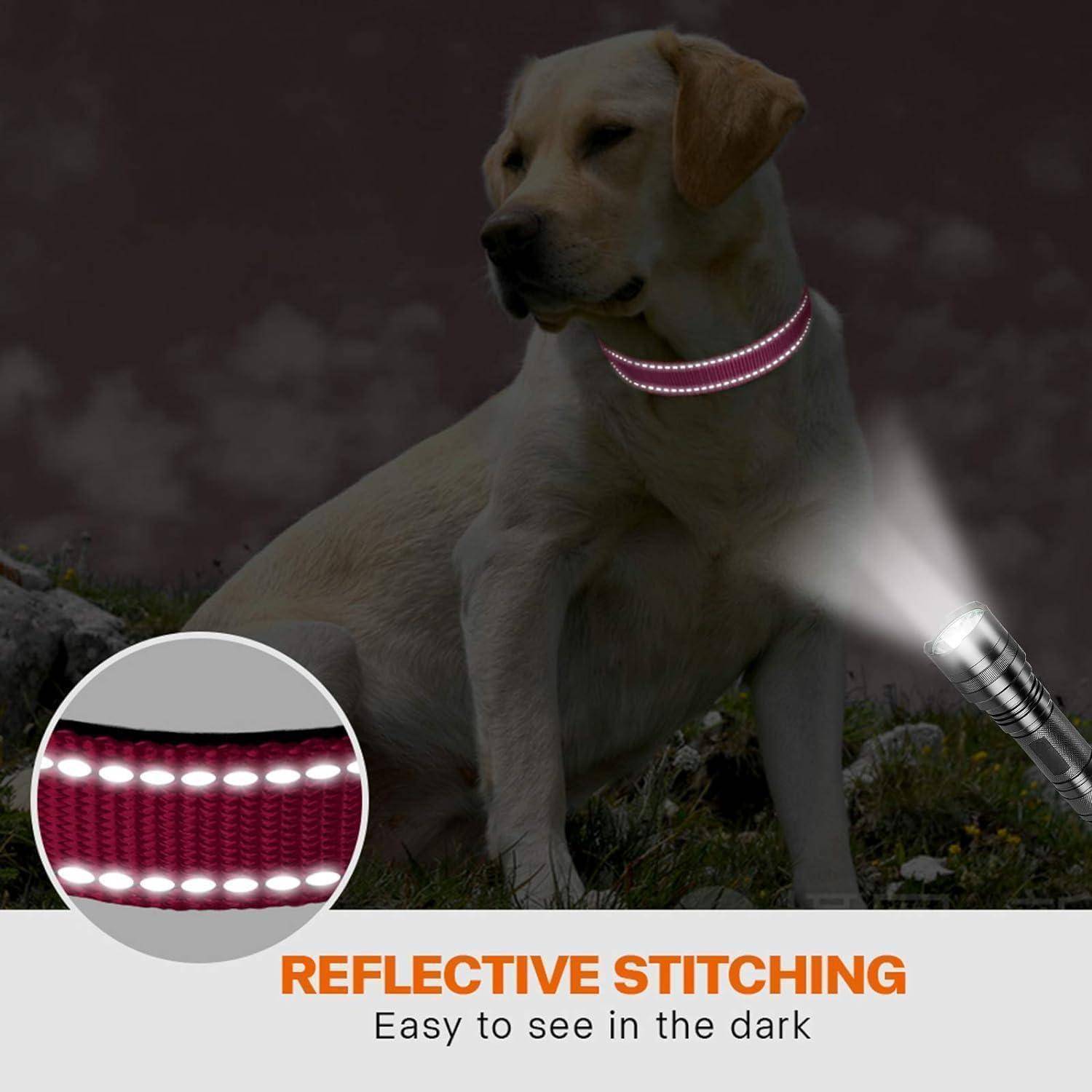 Ein Hund sitzt nachts im Freien und trägt ein Halsband mit reflektierender Naht. Ein Taschenlampenstrahl beleuchtet das Halsband. Der Text lautet: 