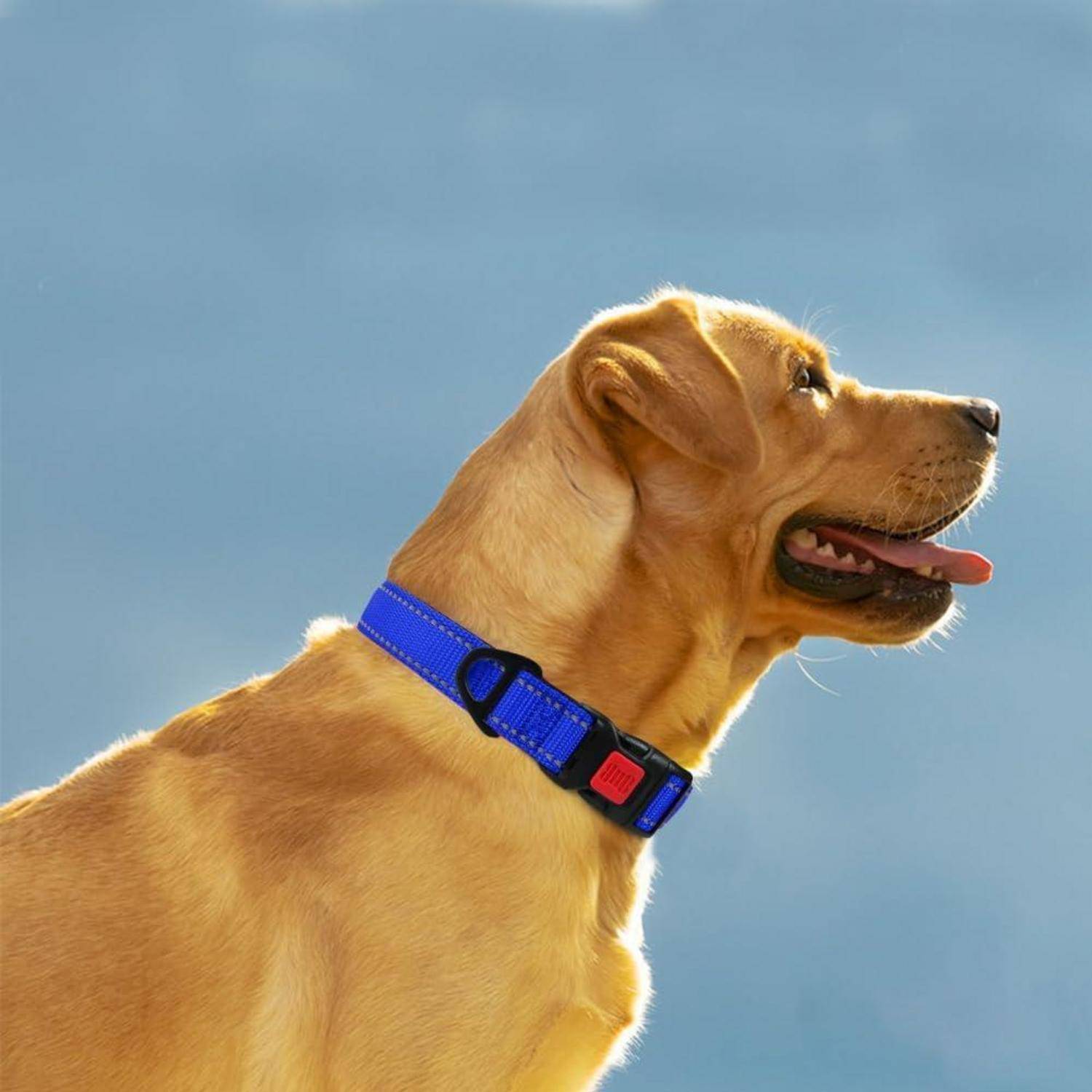 Hundehalsband Neopren verstellbar XL (45-70cm) Dunkelblau