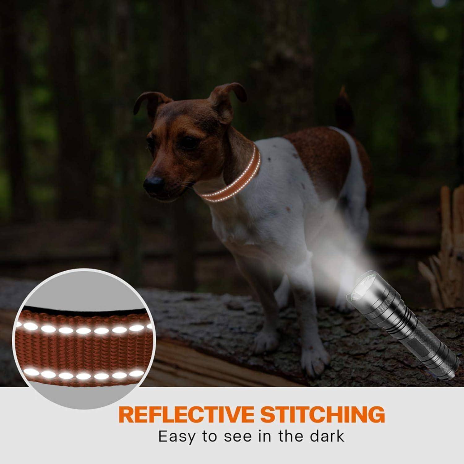 Ein kleiner Hund in einem Wald, der ein Halsband mit reflektierendem Garn trägt, hervorgehoben von einem Taschenlampenstrahl. Text lautet: 'Reflektierendes Garn: Leicht zu sehen in der Dunkelheit'.
