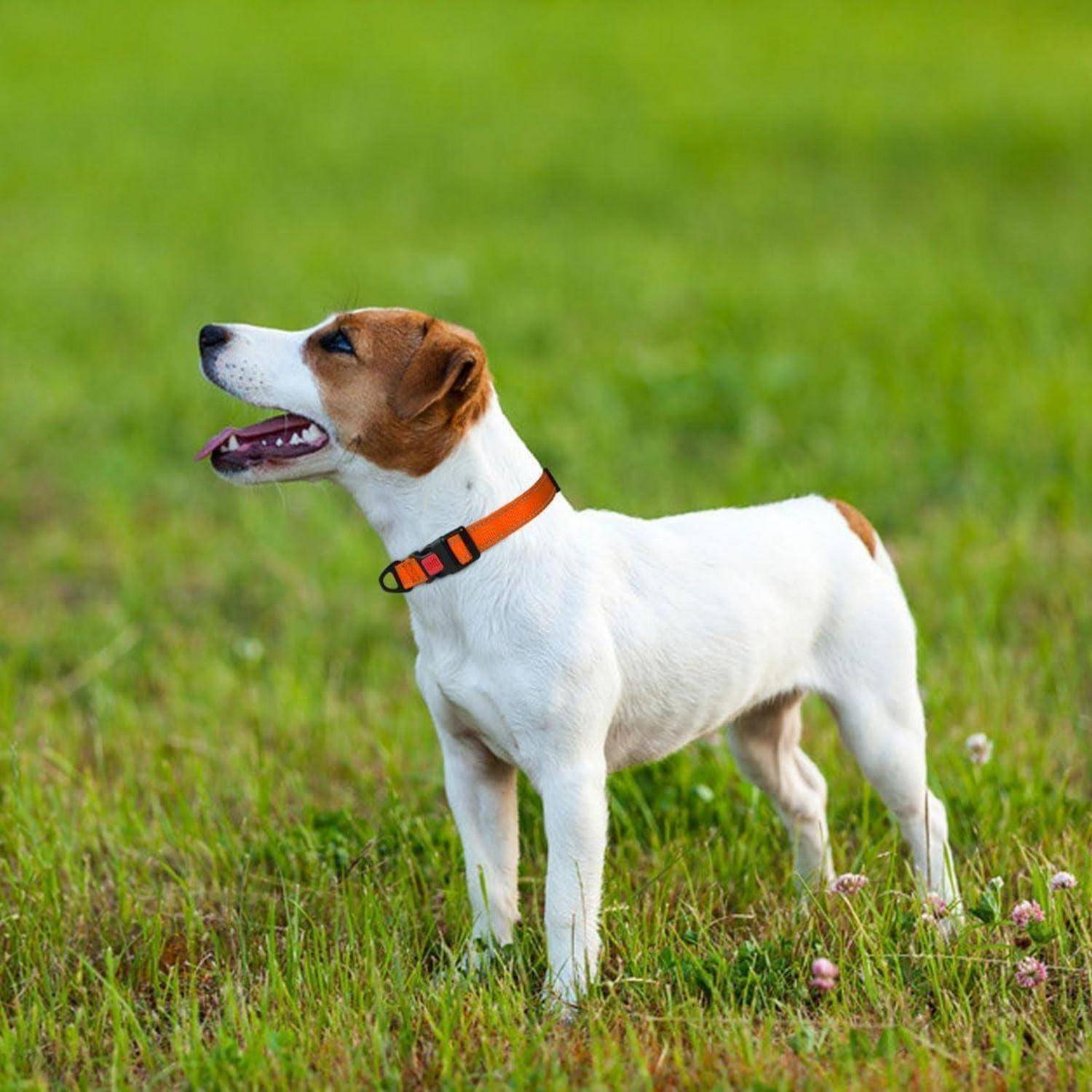 Ein kleiner weißer Hund mit braunen Flecken, der ein orangefarbenes Halsband trägt, steht auf grünem Gras und blickt nach links mit aufmerksamer Miene.