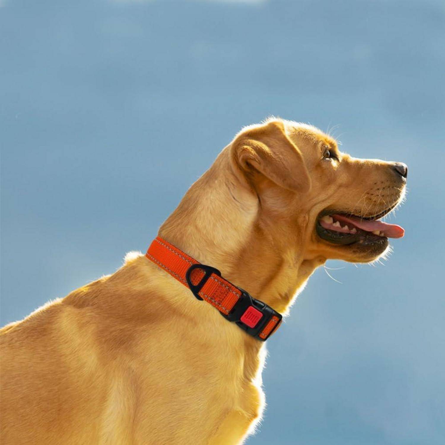 Hundehalsband Neopren Nylon Reflektierend L (40-60cm) Orange