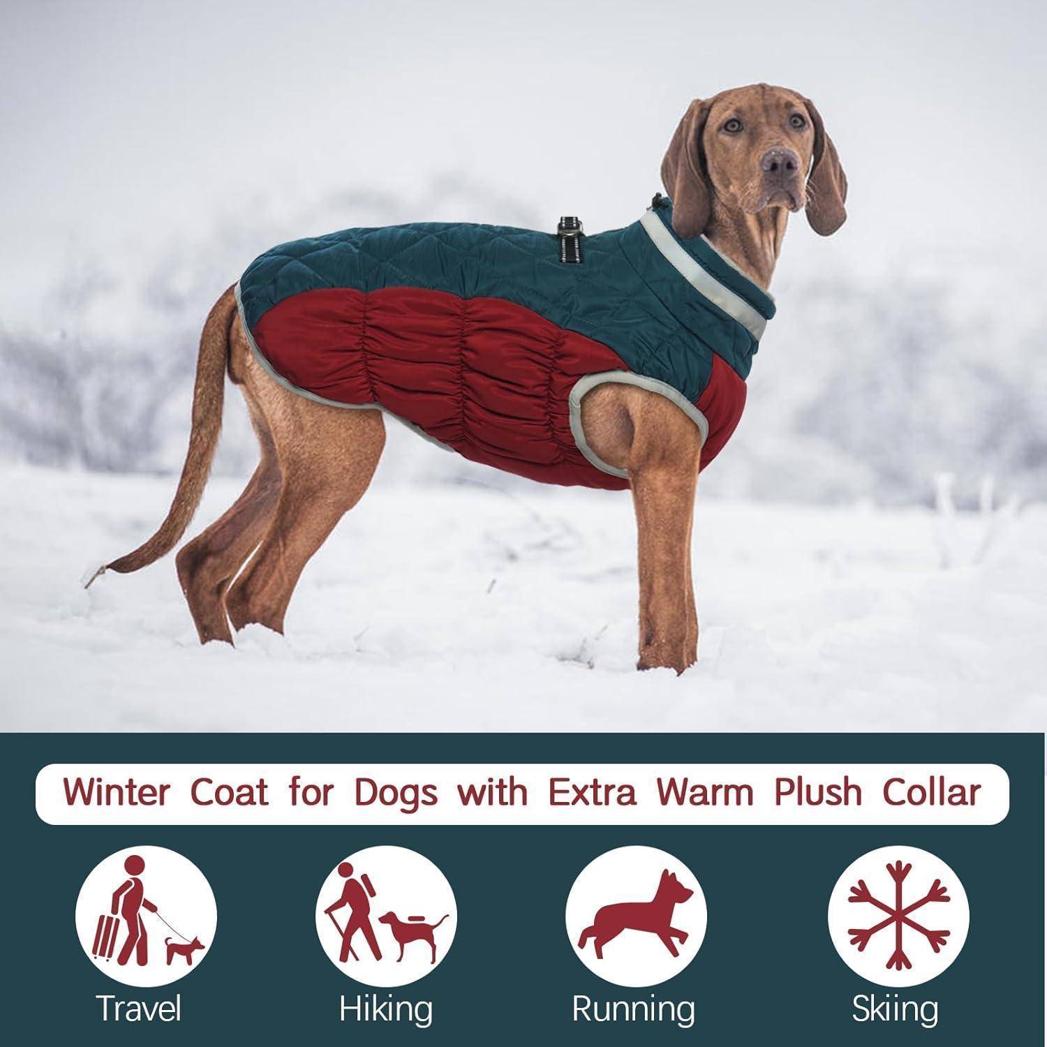 Ein Hund trägt einen rot-grünen Wintermantel und steht im Schnee. Text lautet: 'Wintermantel für Hunde mit extra warmem Plüschkragen.' Symbole zeigen Reisen, Wandern, Laufen, Skifahren.