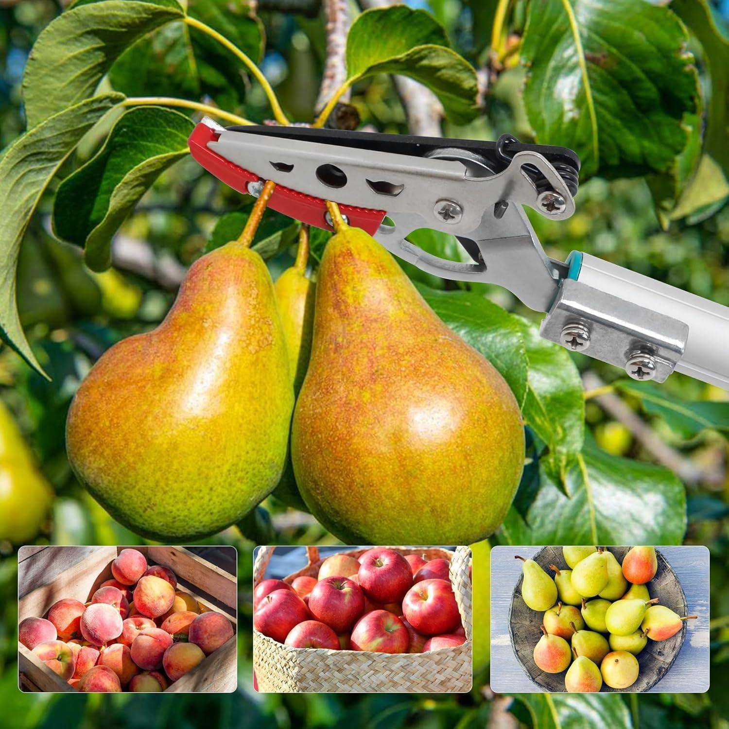 Eine Obstpflückzange greift nach zwei reifen Birnen an einem Baumast. Darunter zeigen eingesetzte Bilder Kisten mit Pfirsichen, Äpfeln und Birnen und heben die Ernte aus dem Obstgarten hervor.