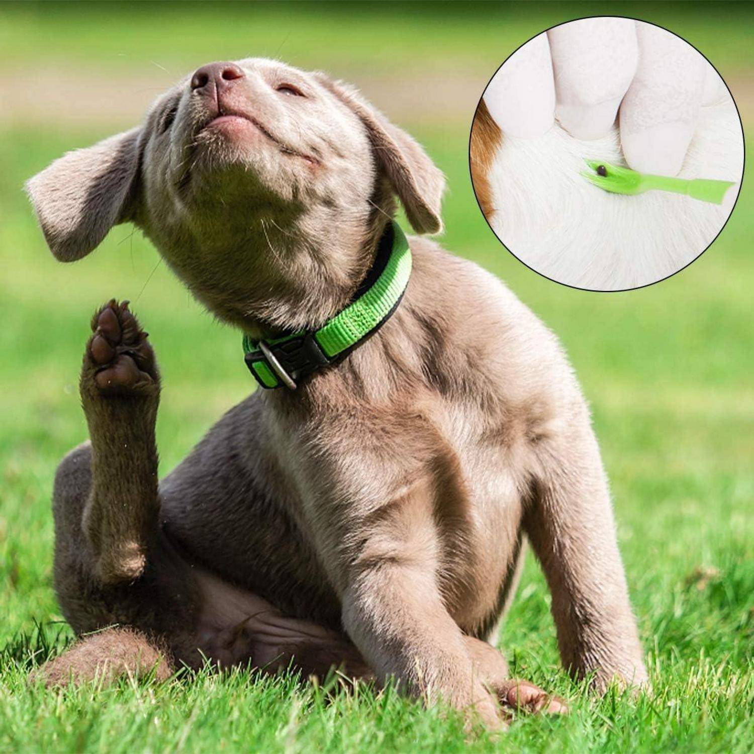 Ein Welpe mit einem grünen Halsband kratzt sich während des Sitzens auf Gras am Ohr. Die Einblendung zeigt eine Zahnbürste, die die Zähne eines Hundes putzt.