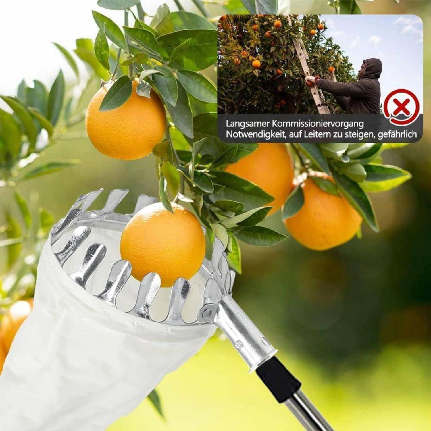Ein Obstpflücker sammelt Orangen von einem Baum. Eine Einblendung warnt vor der Nutzung von Leitern aufgrund von Langsamkeit und Gefahr.