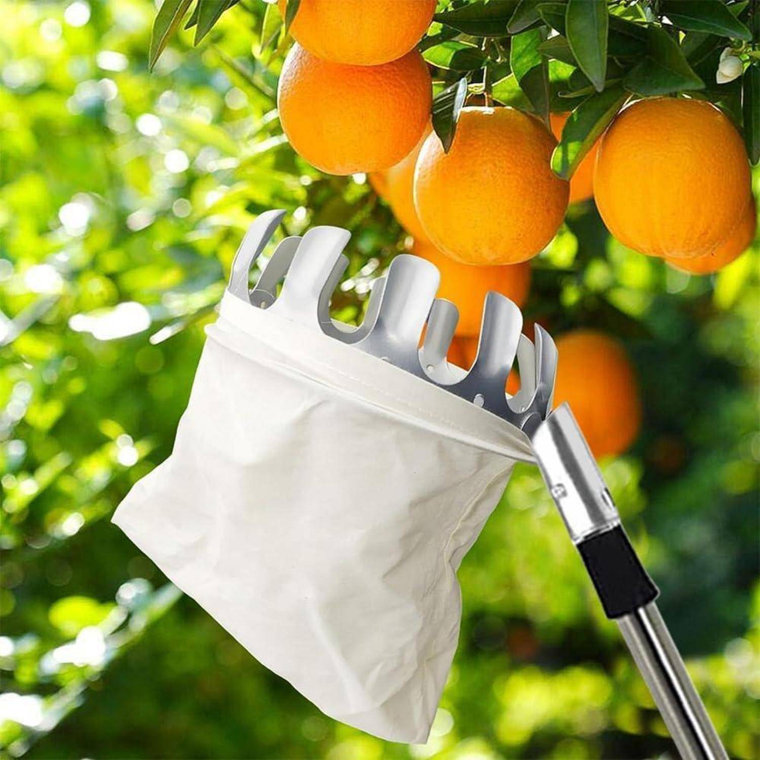 Ein Obstpflückwerkzeug mit einer Stofftasche greift nach reifen Orangen an einem Baum, vor einem Hintergrund aus üppig grünem Laub.