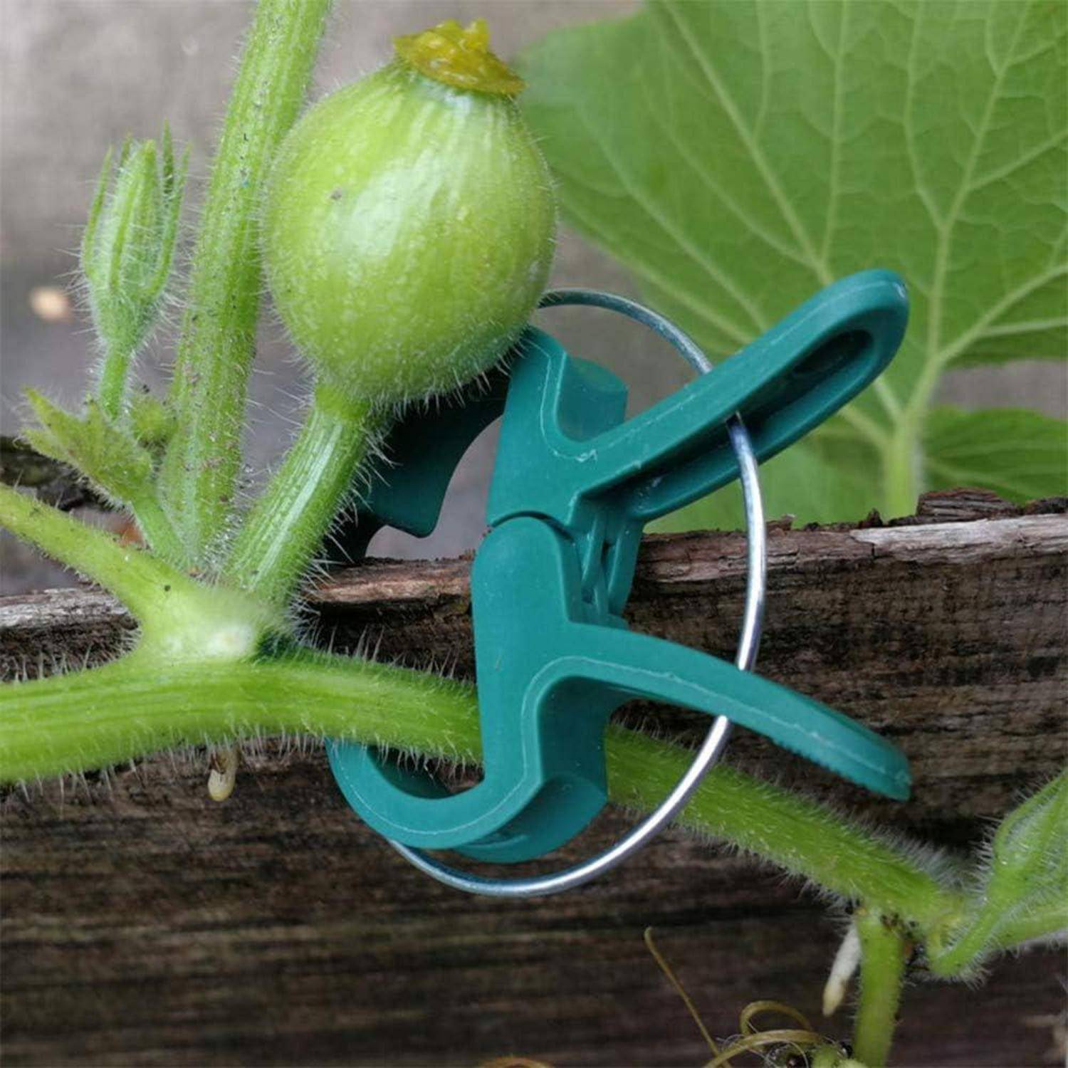 Eine kleine grüne Melone, die an einer Ranke wächst, wird von einem Plasticclip an einer Holzkonstruktion gestützt. Blätter und Rankentriebe sind sichtbar.
