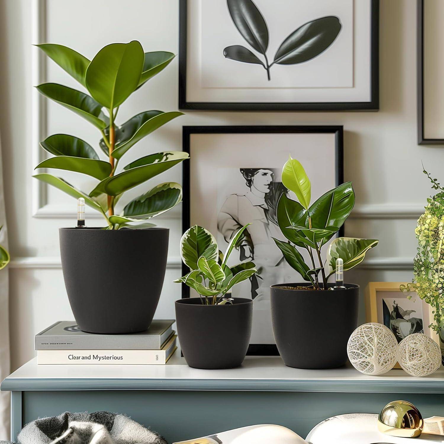 Ein Raum mit einem Tisch, auf dem drei Topfpflanzen unterschiedlicher Größe stehen, ein Buch mit dem Titel ‚Klar und Geheimnisvoll' und gerahmte Kunstwerke an der Wand.