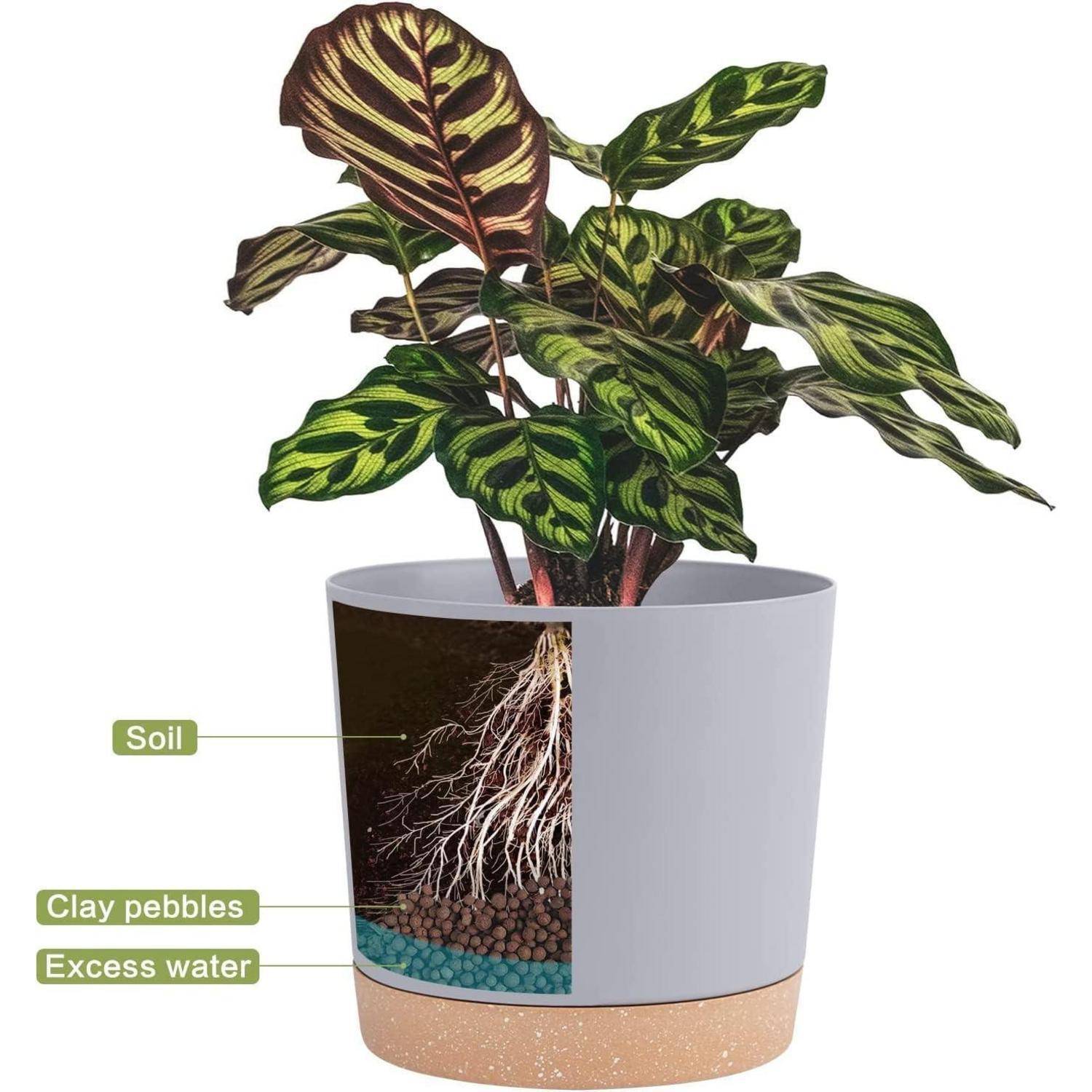 Eine Topfpflanze mit einem Diagramm, das die Schichten zeigt: Oberboden, Tonkugeln und überschüssiges Wasser am Boden. Die Pflanze hat große, gestreifte Blätter.
