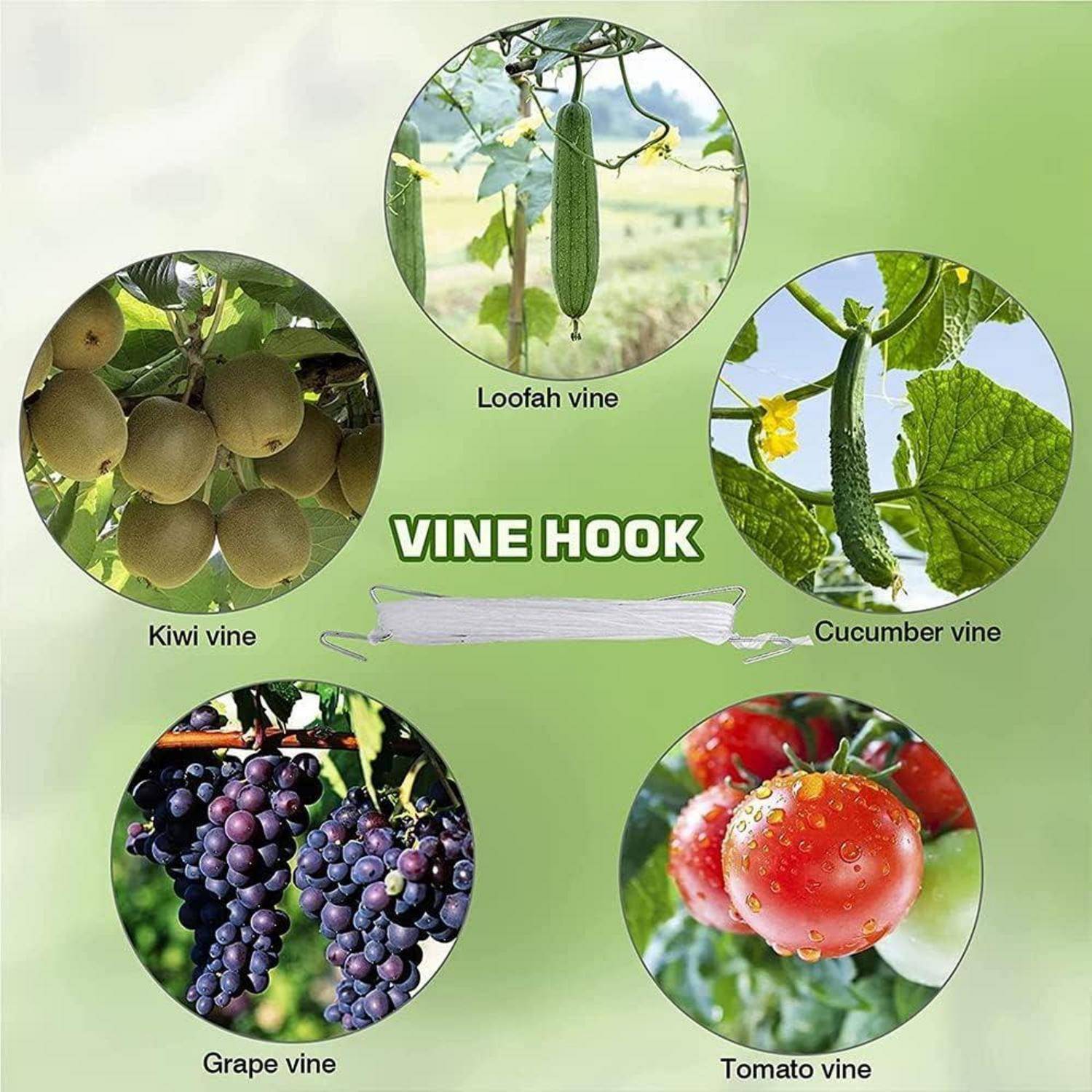 Bild zeigt fünf Arten von Reben: Luffa, Gurke, Kiwi, Weinrebe und Tomate. Zentrierter Text liest sich 