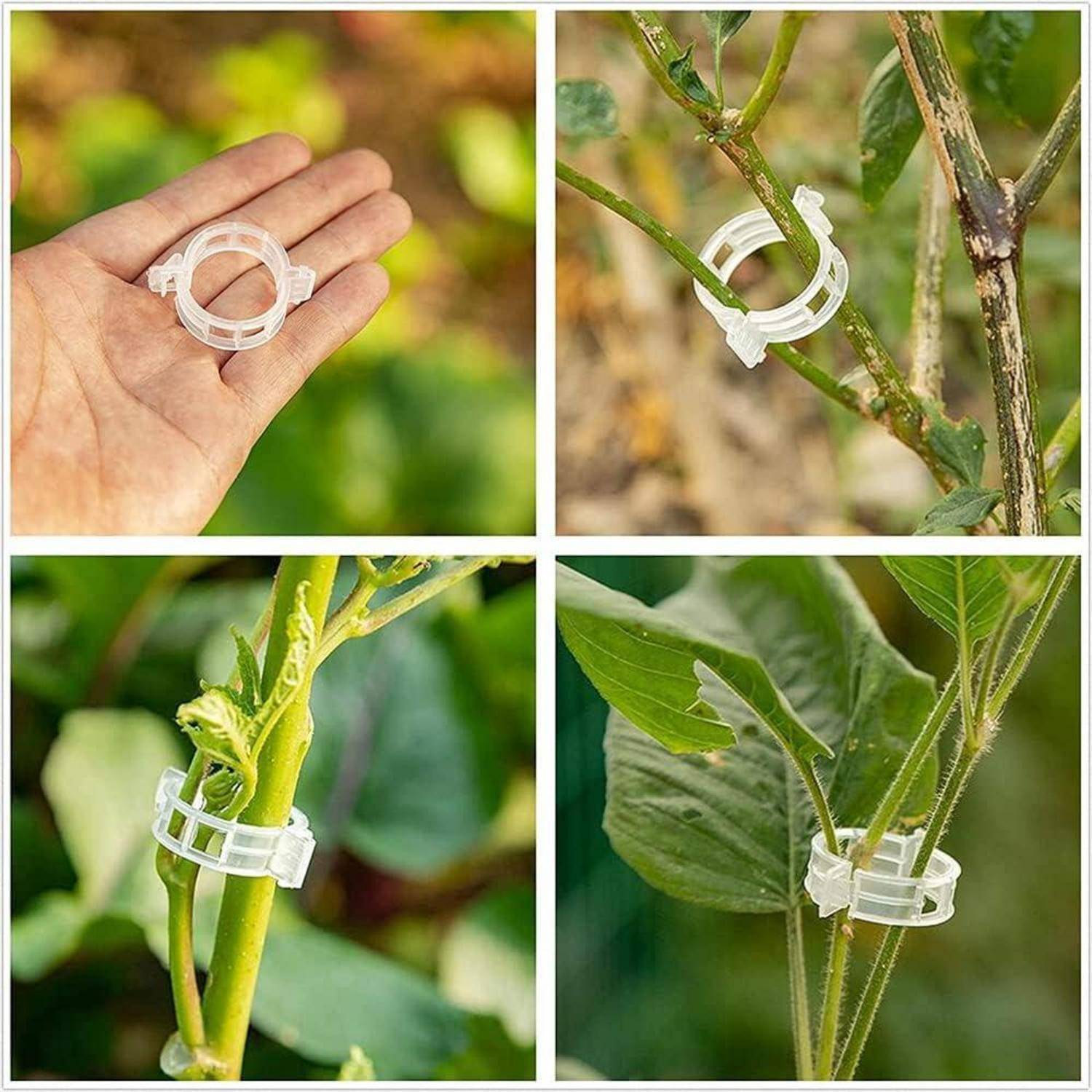 Nahaufnahmen von transparenten Pflanzenklammern, die Pflanzenstängel an Stützen in einem Garten befestigen.